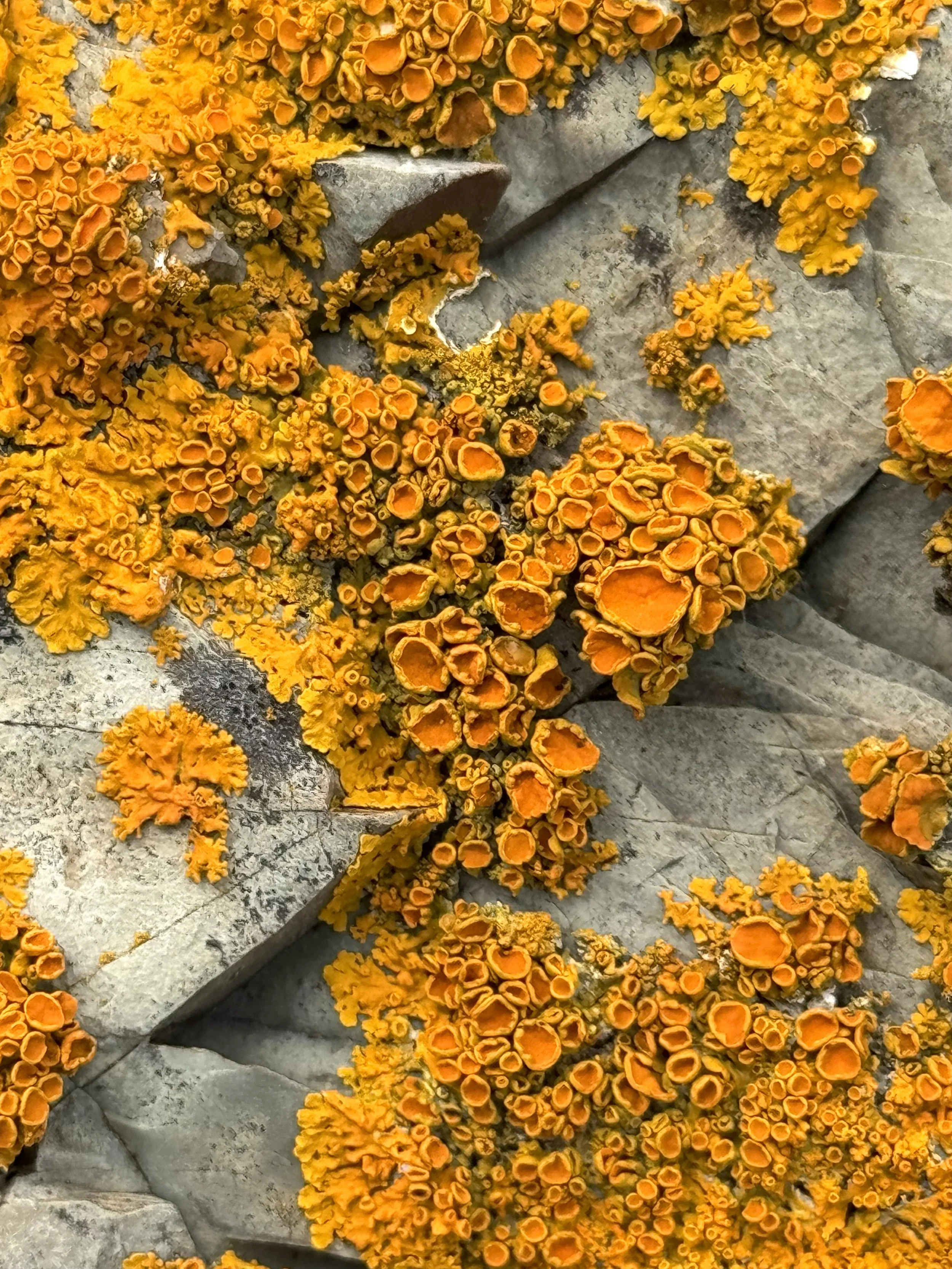 seacoast lichens (closeup)