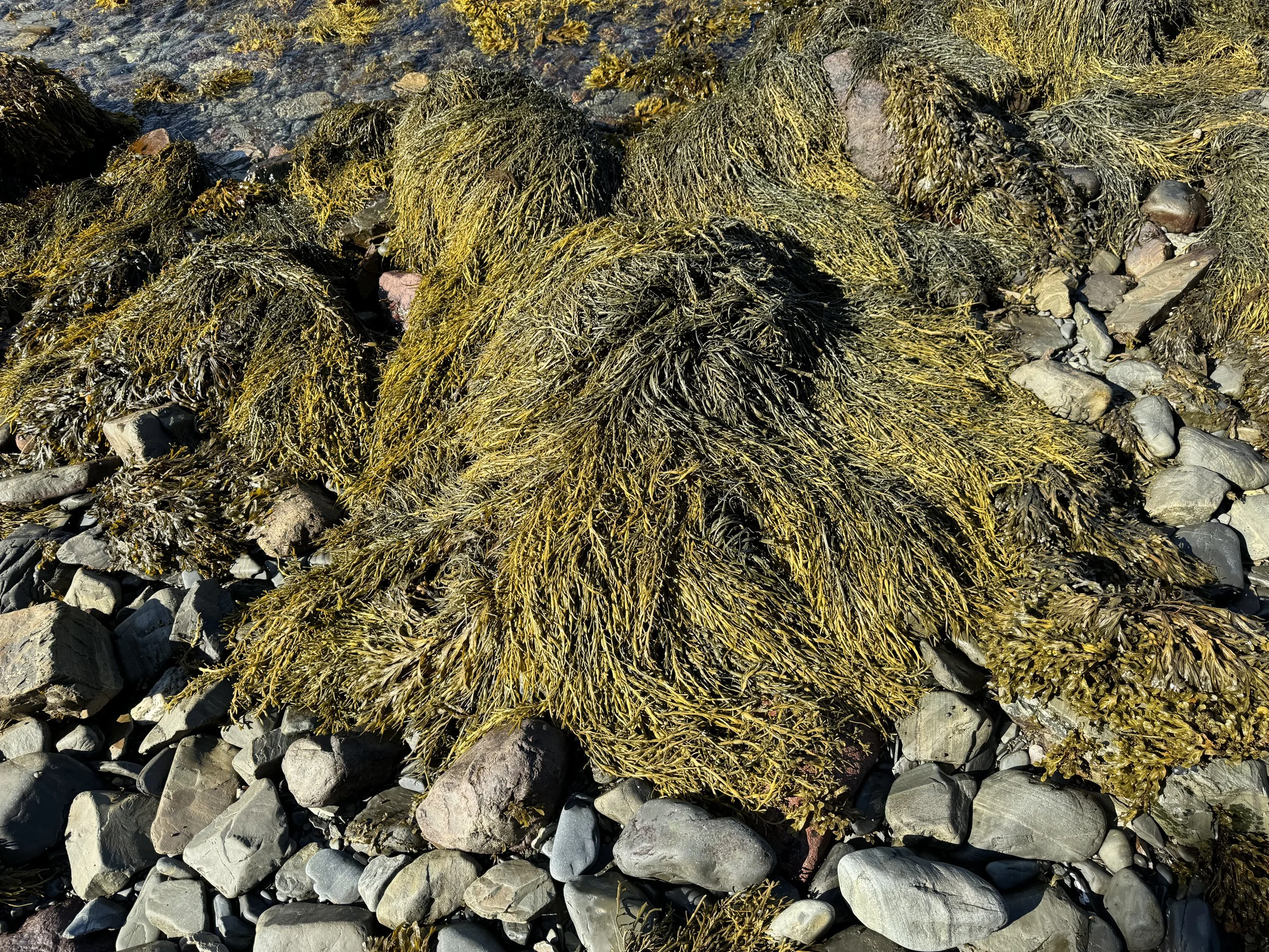 knotted wrack