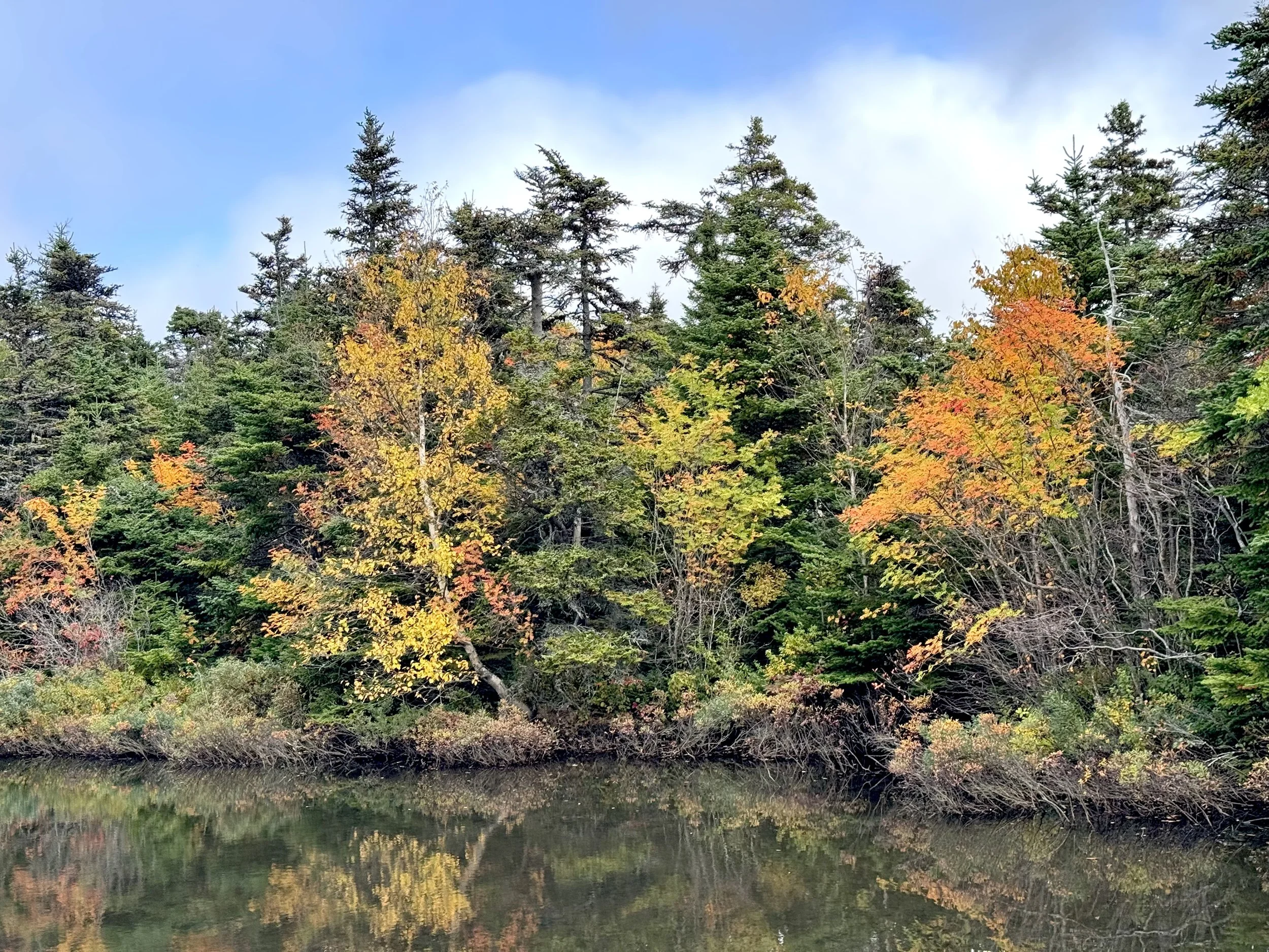autumn reflections, Pippy Park