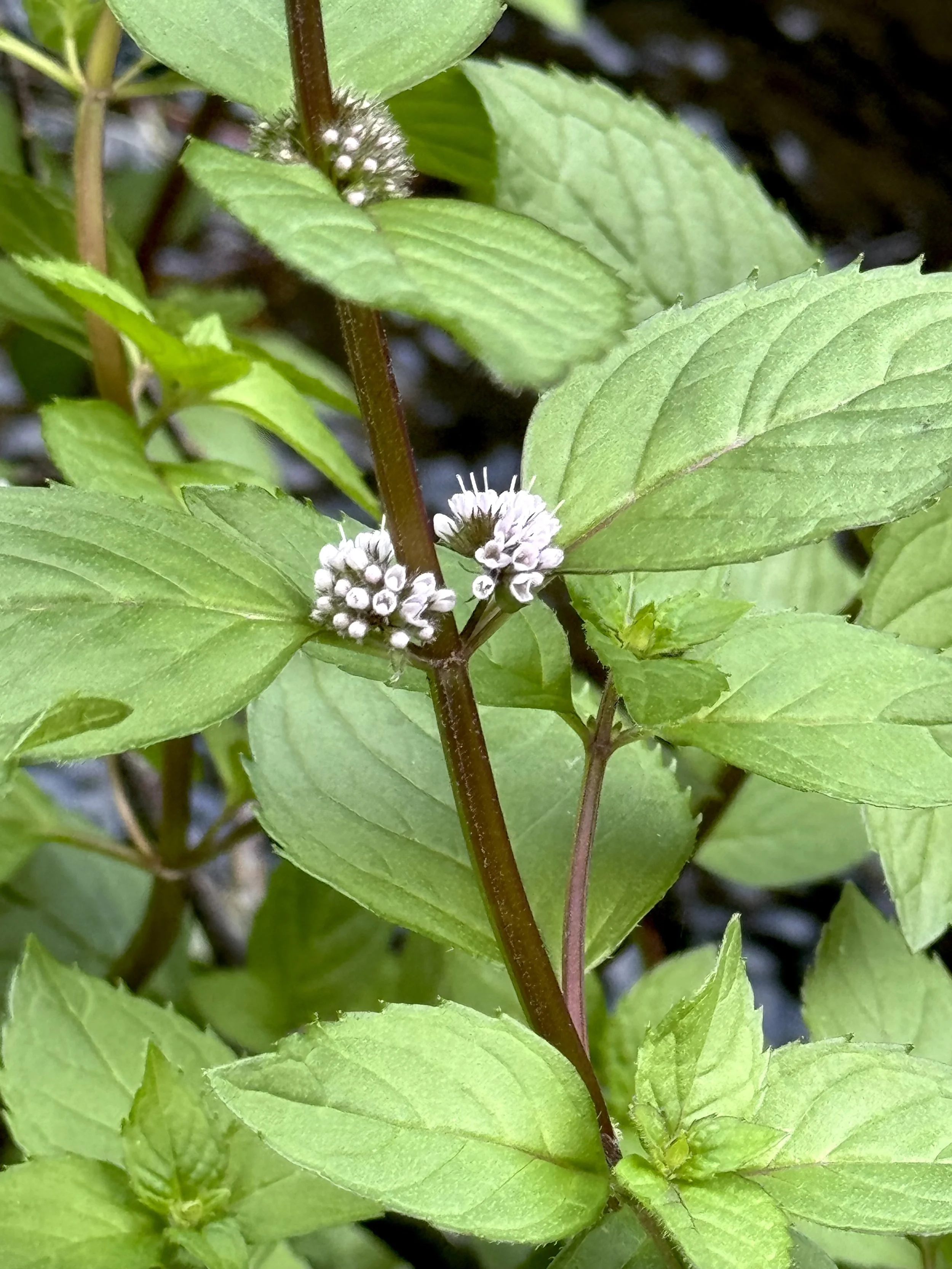mint, Virginia River, St. John’s