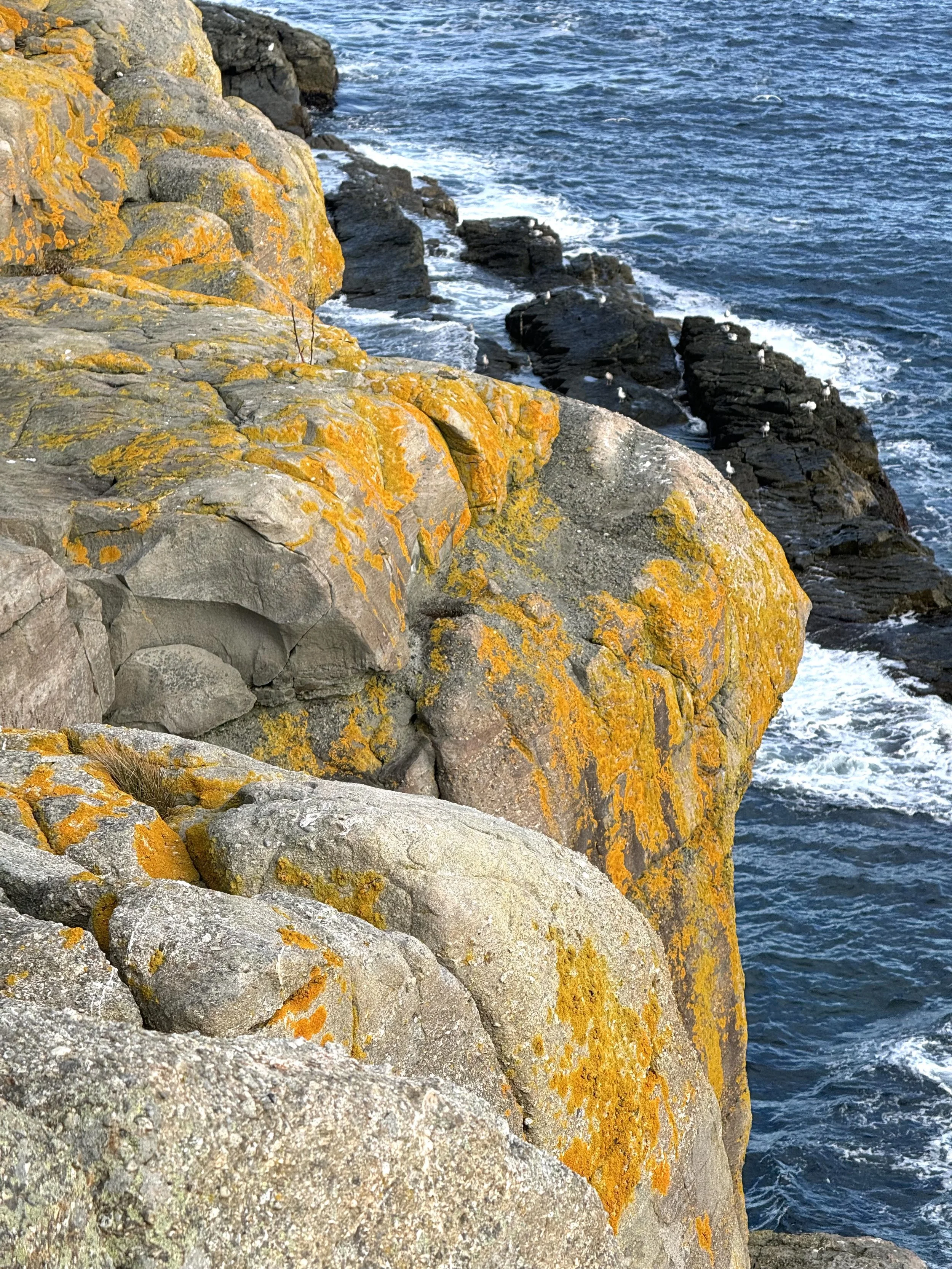 seacoast rocks and lichens at Flatrock