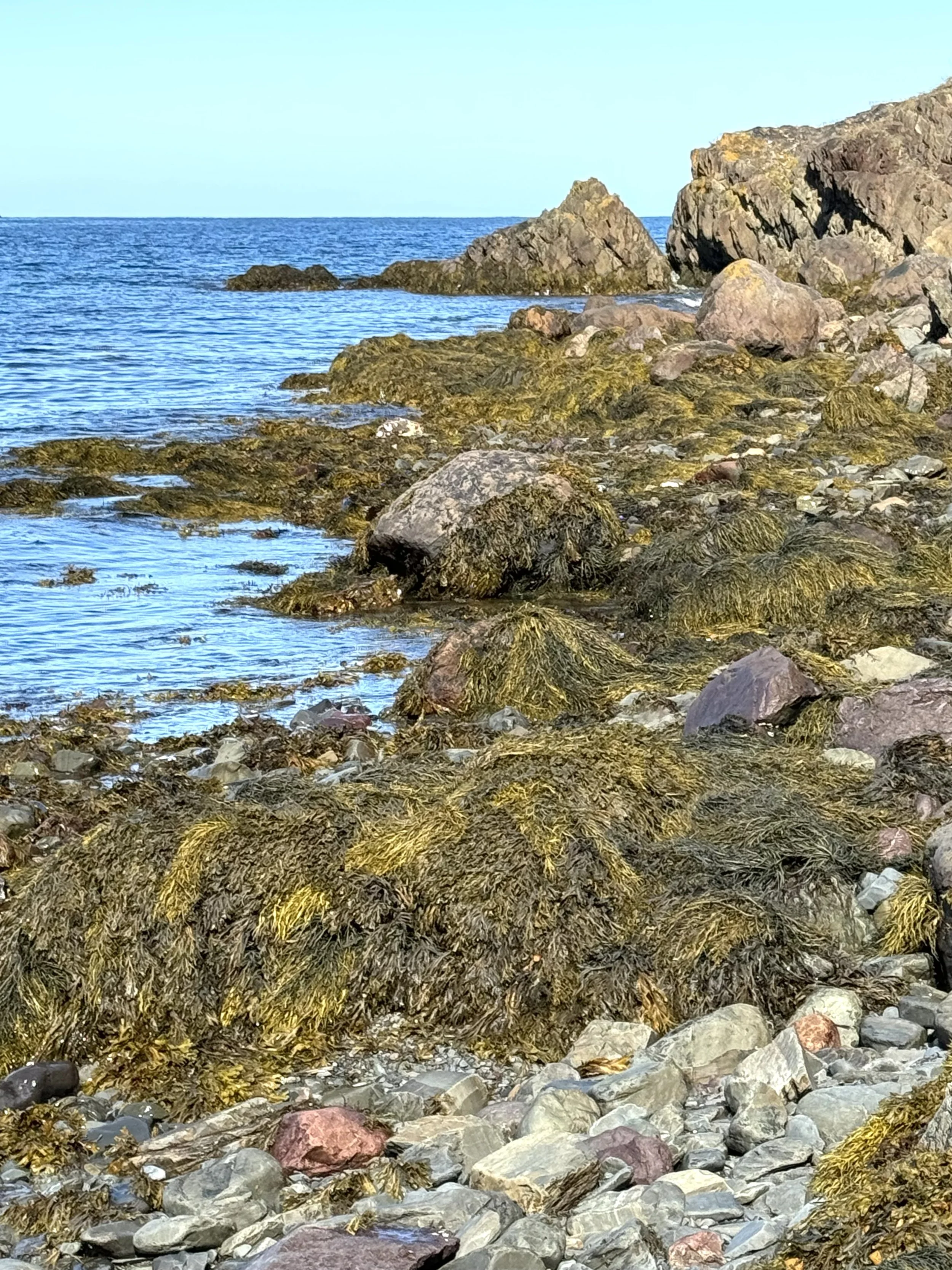 rockweed on the seacoast at Harbour Main