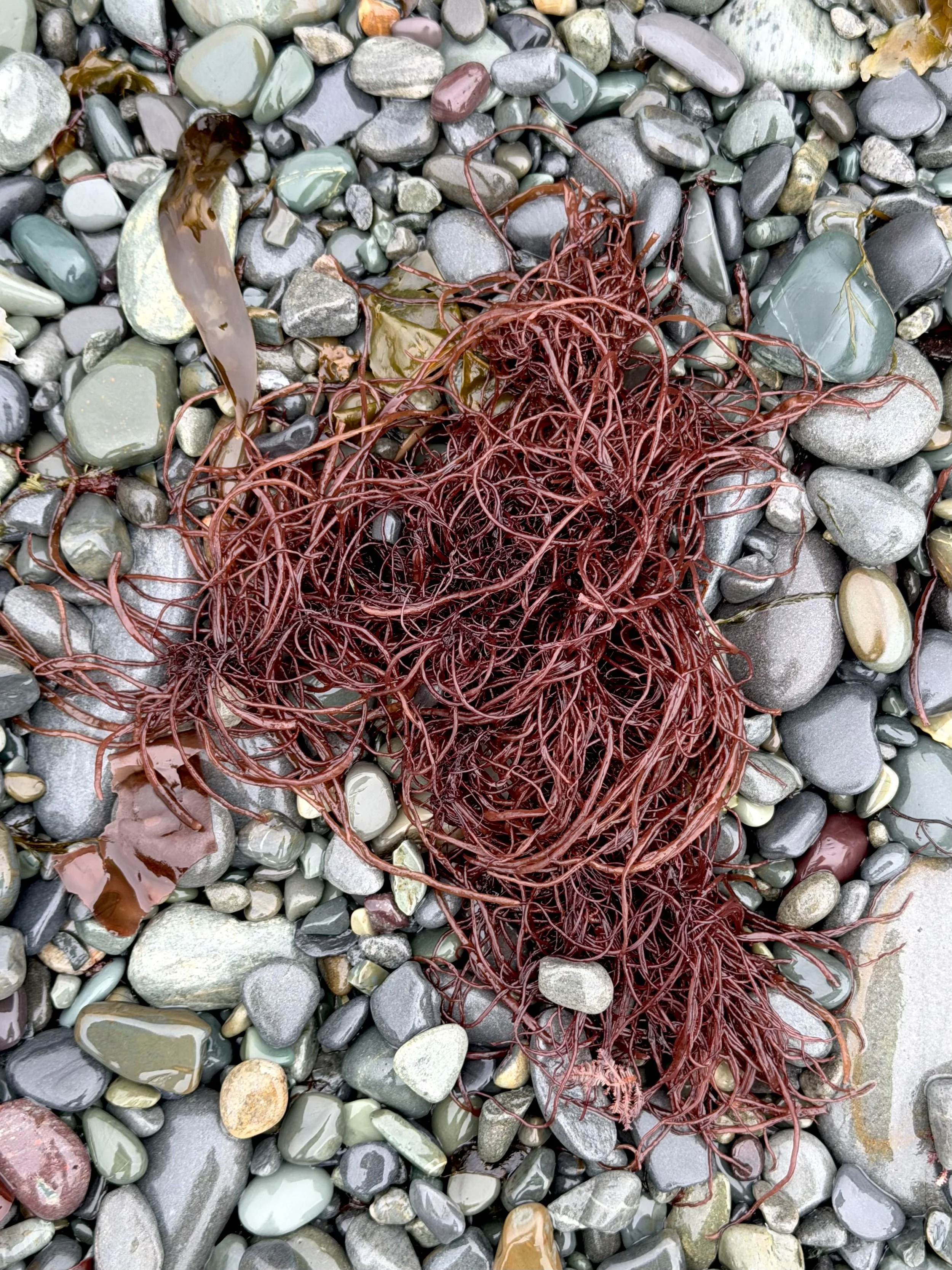 red seaweed