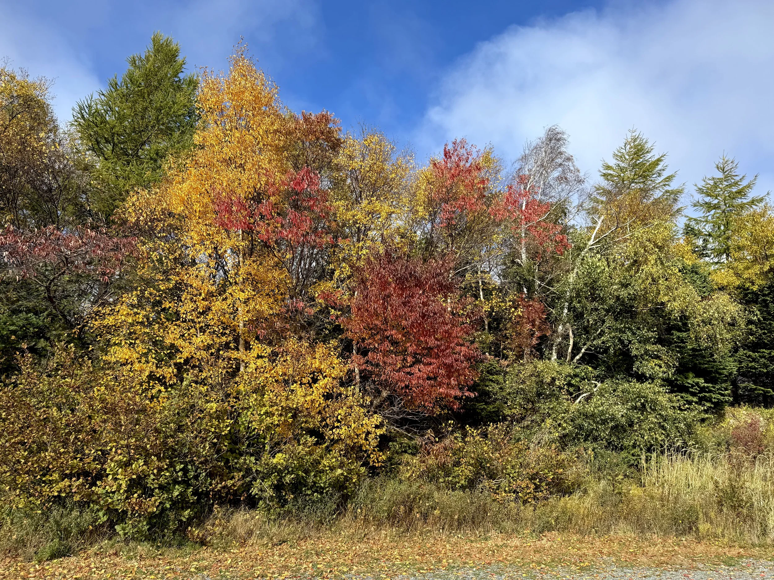 autumn colours in Pippy Park, St. John’s
