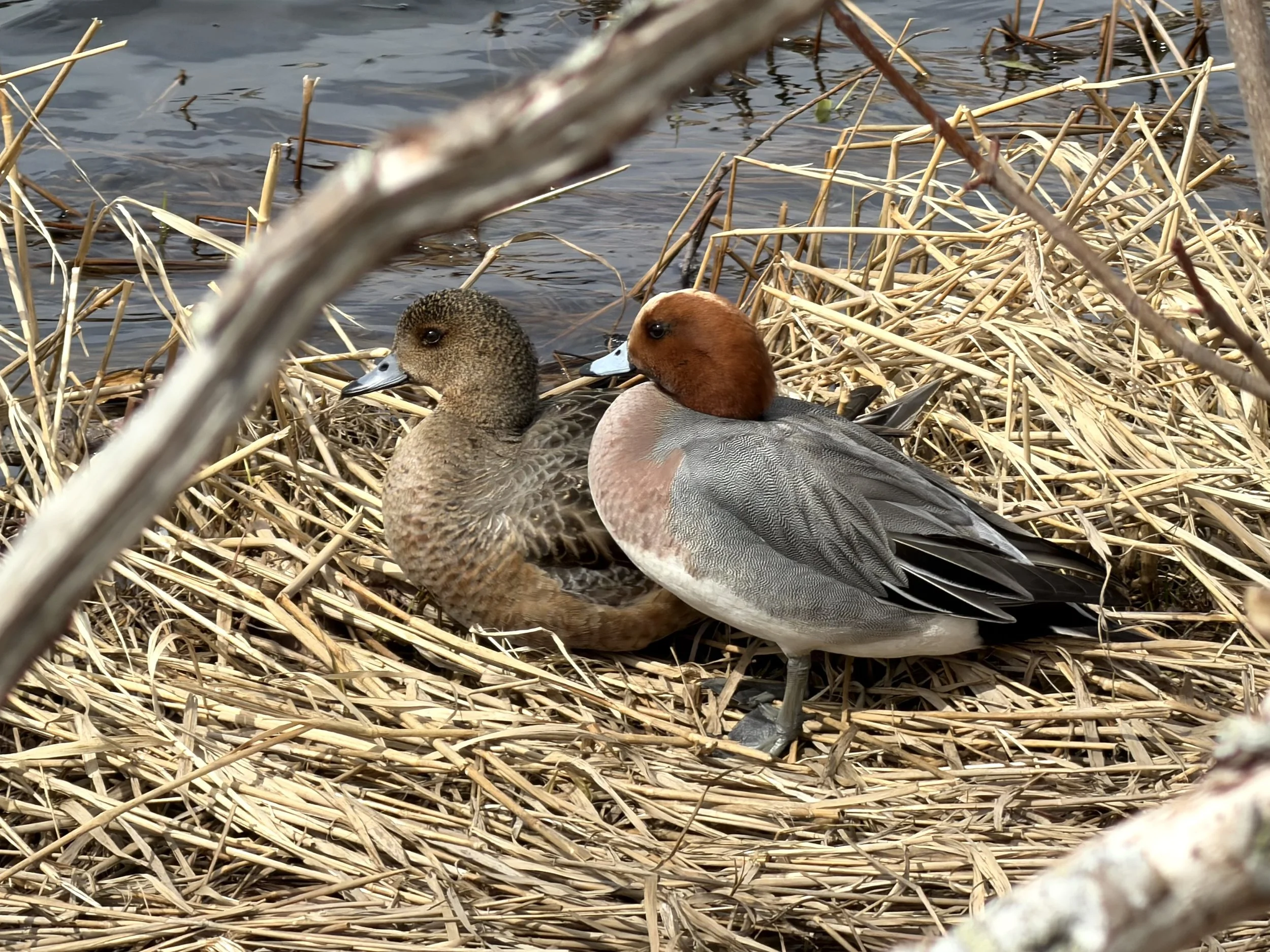 Eurasian wigeons at Kenny’s Pond, St. John’s