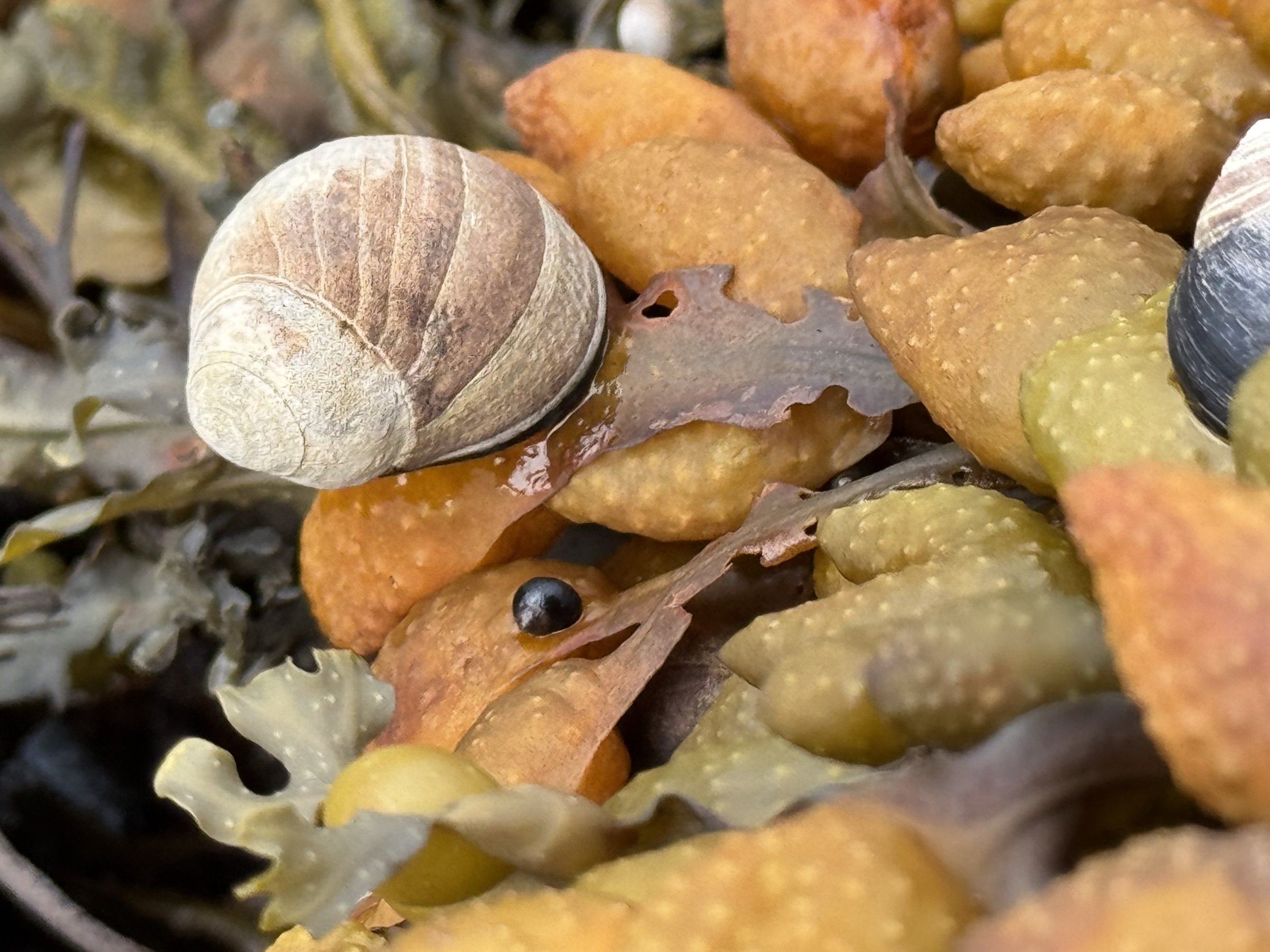 periwinkles and rockweed