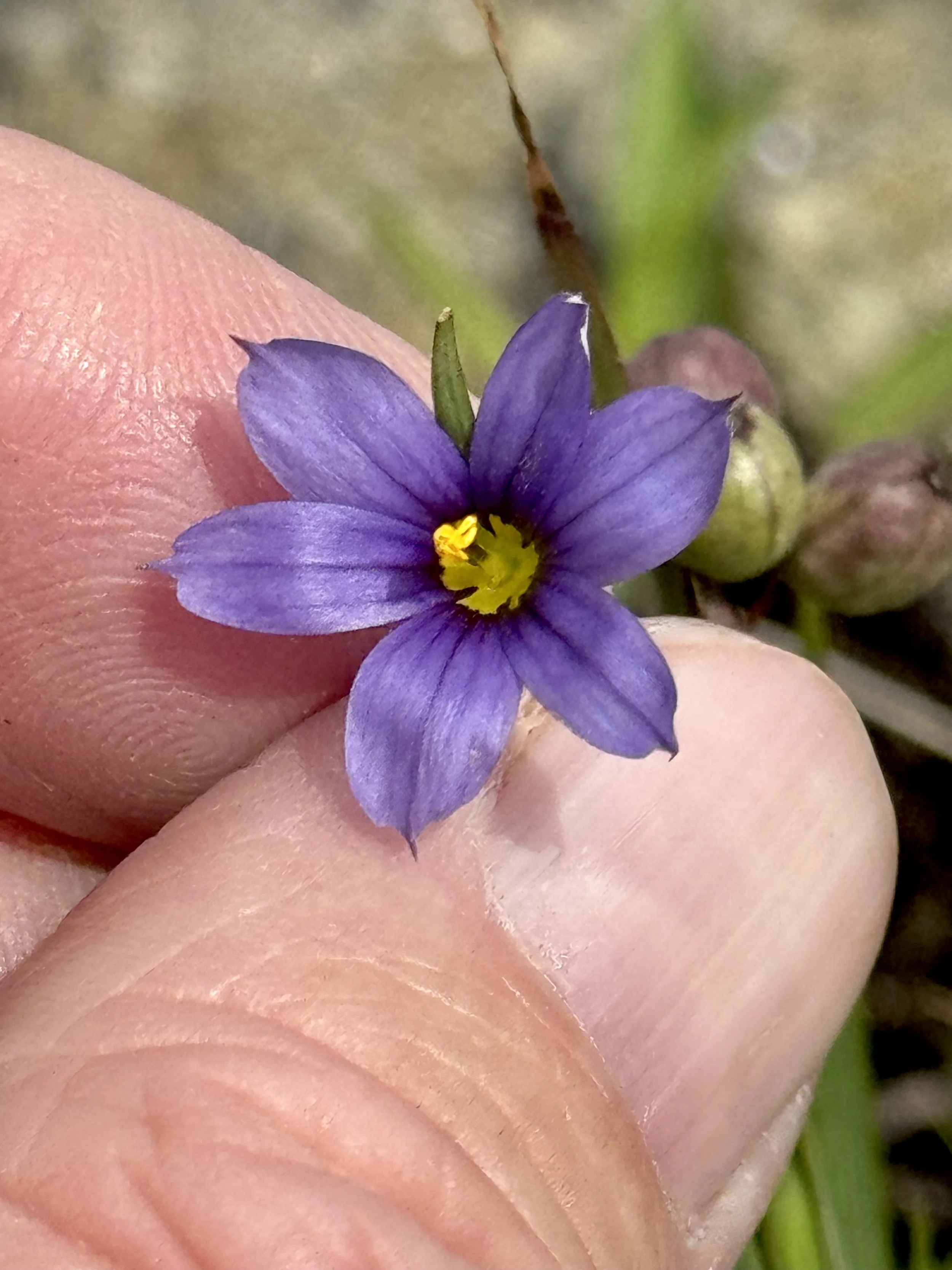 blue-eyed grass, Flatrock