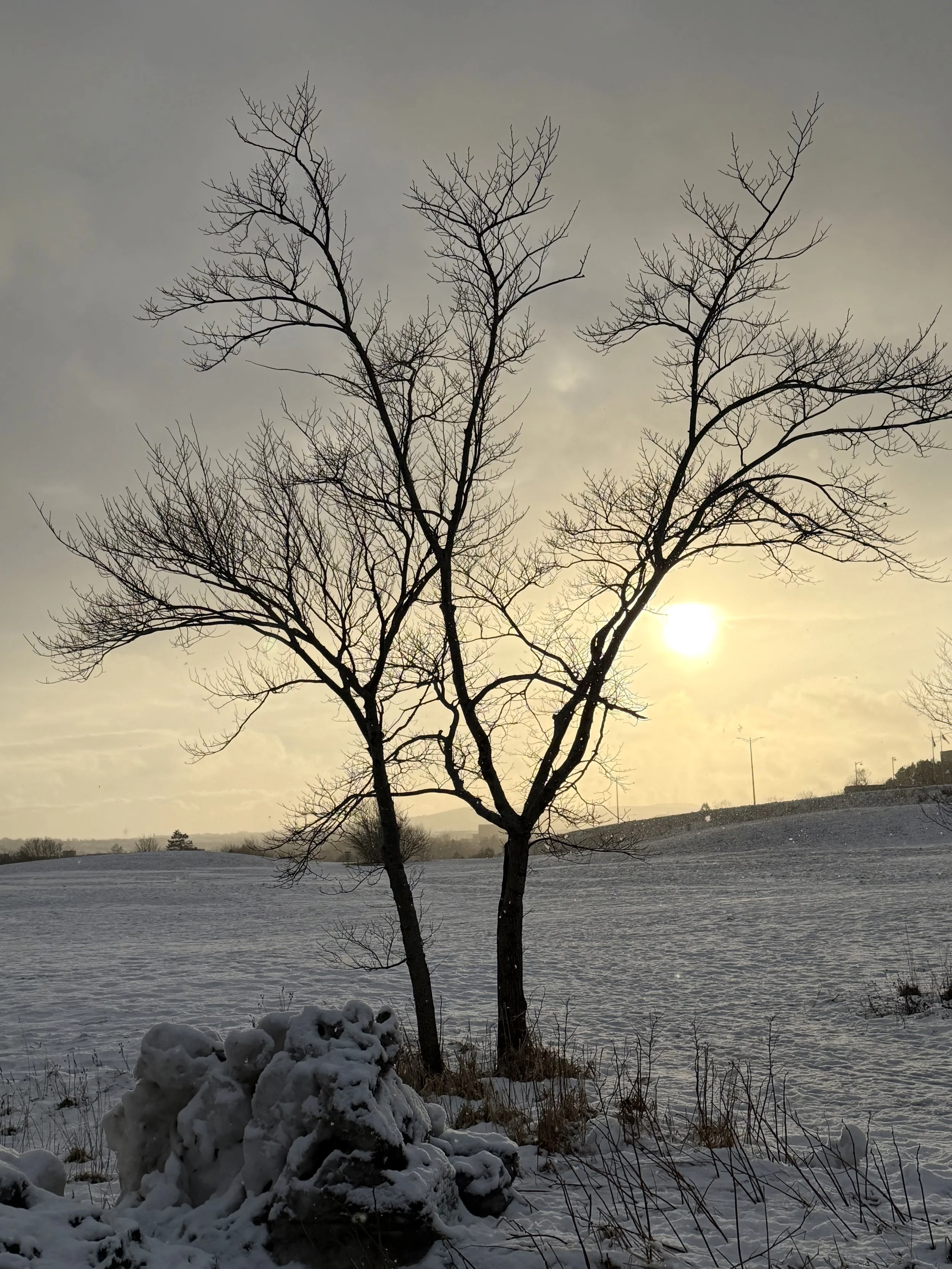 a winter scene on a late afternoon in early January, Confederation Hill, St. John’s