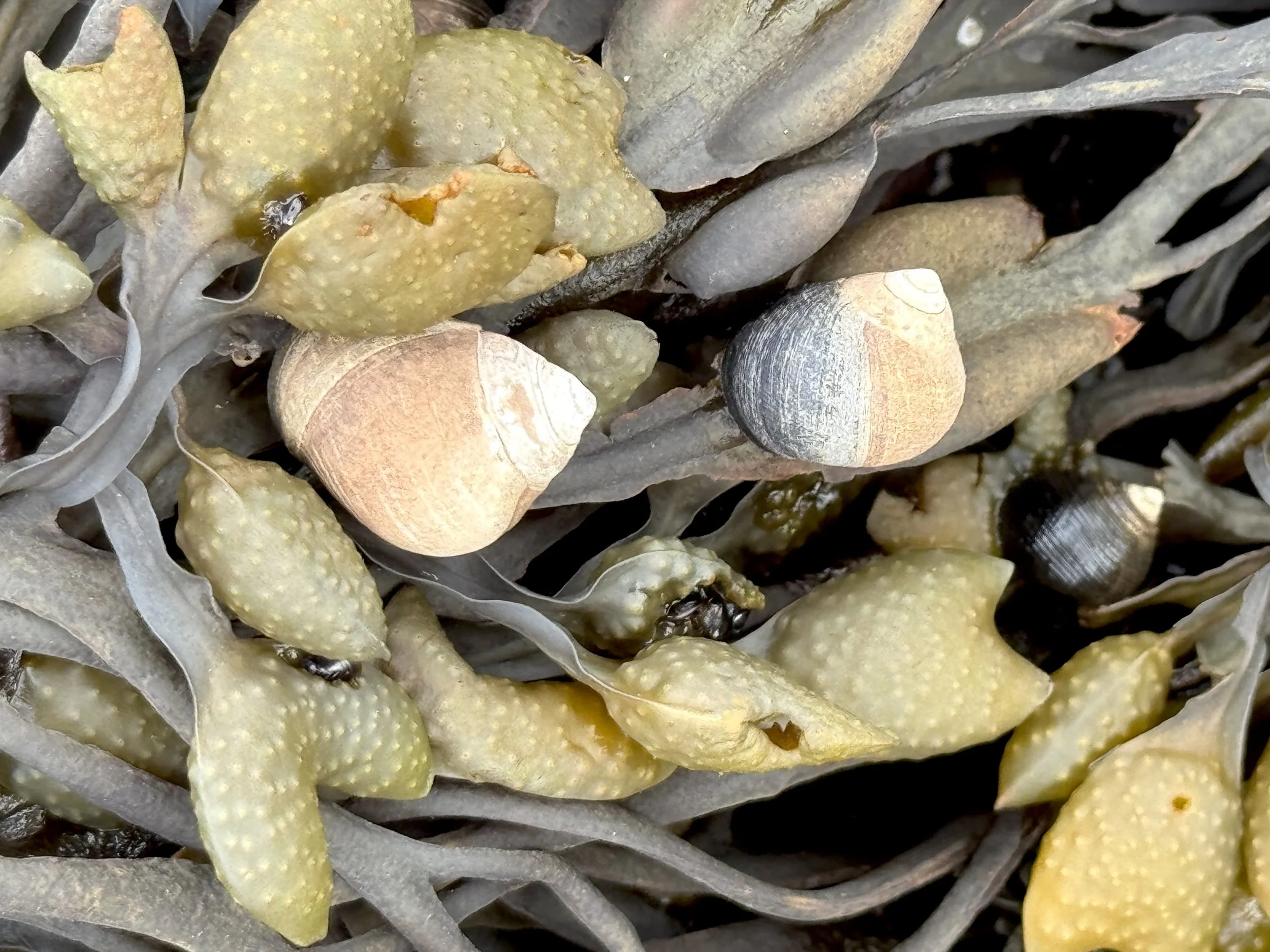 periwinkles and rockweed