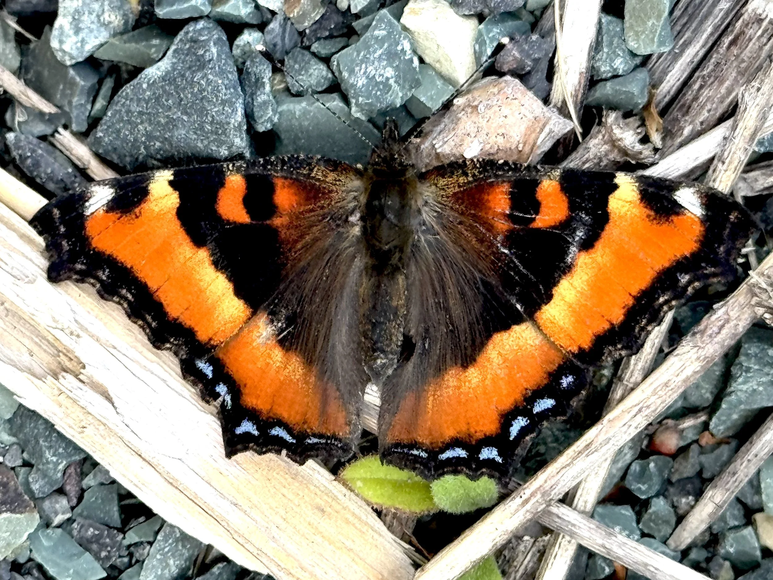 Milbert’s tortoiseshell butterfly, Pippy Park, St. John’s