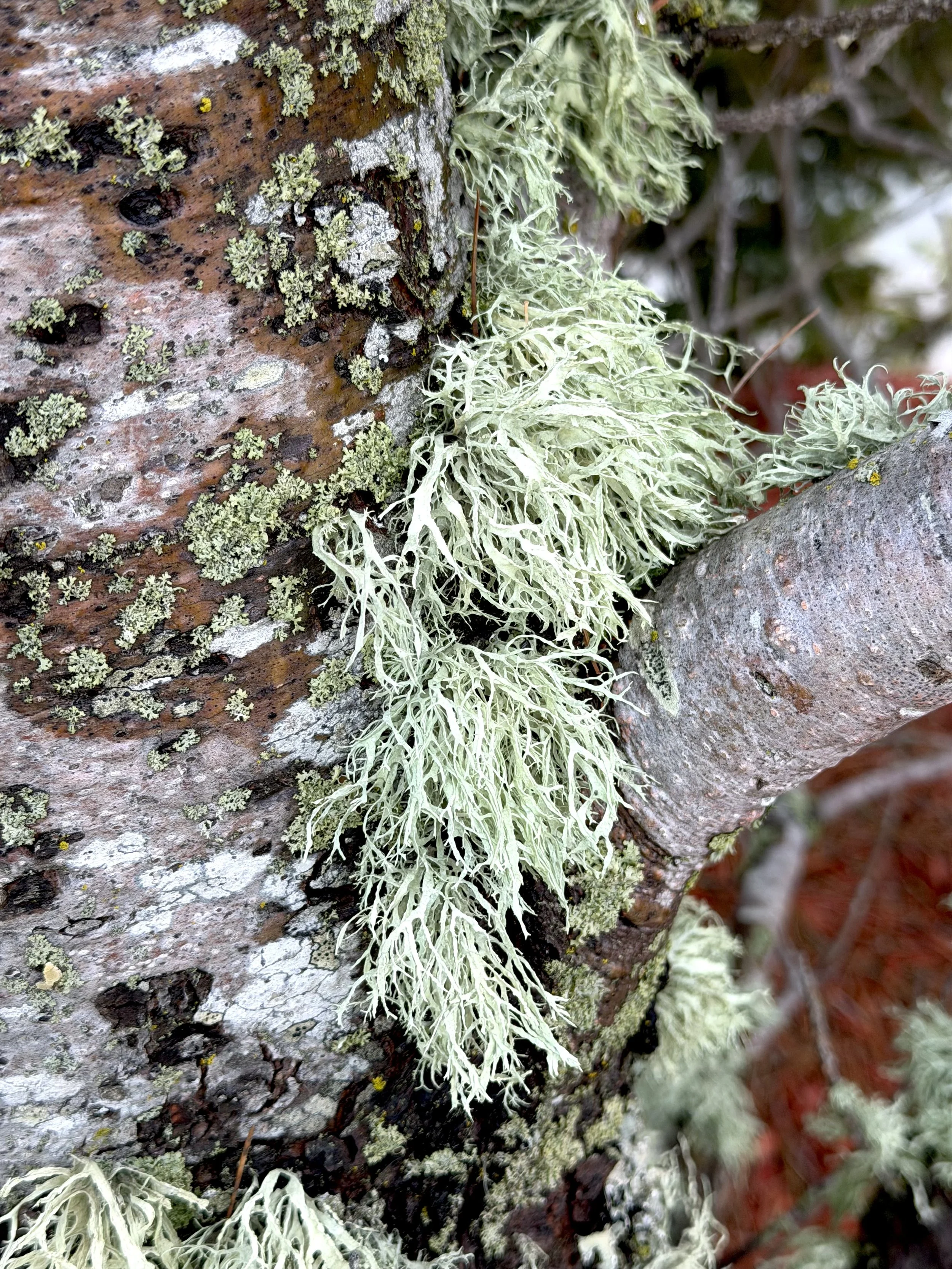 strap lichens, Memorial University, St. John’s