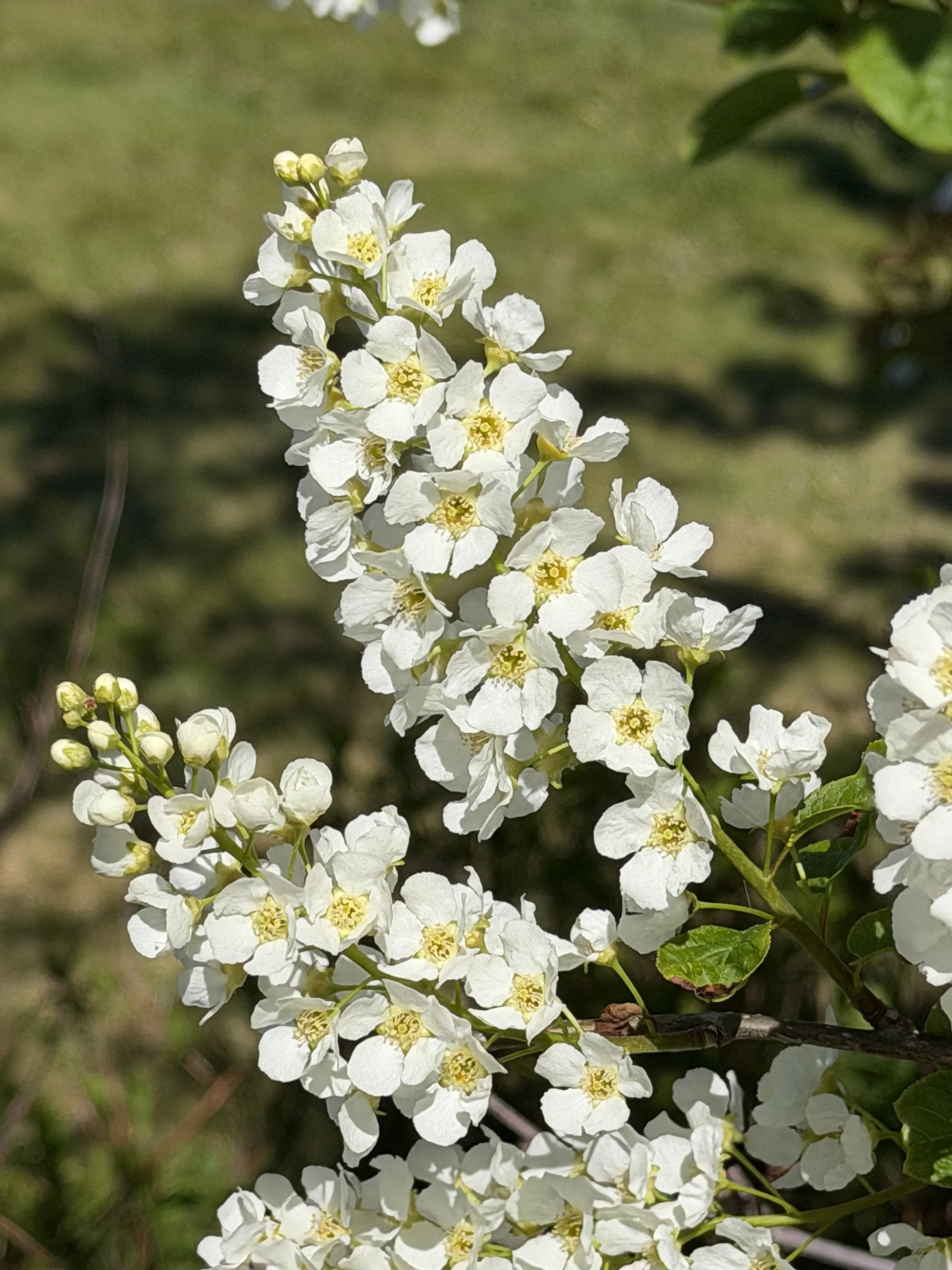 chokecherry blossoms, Higgins Line, St. John’s