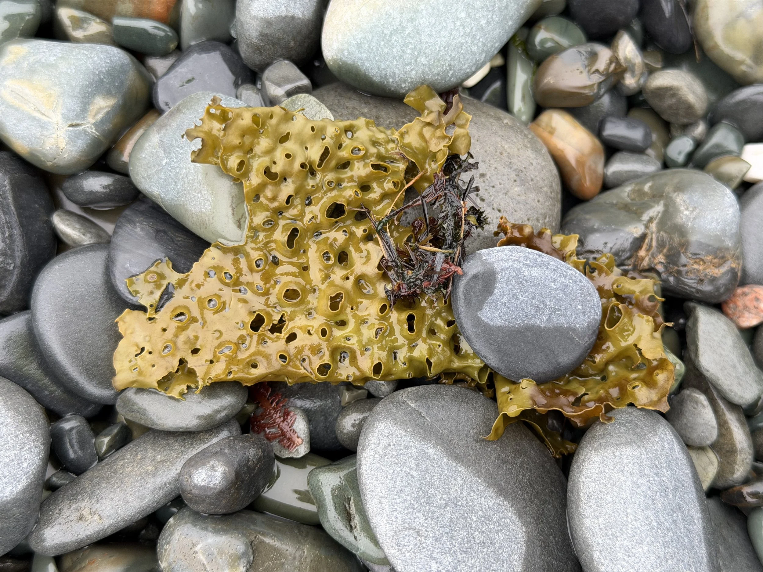 sieve kelp