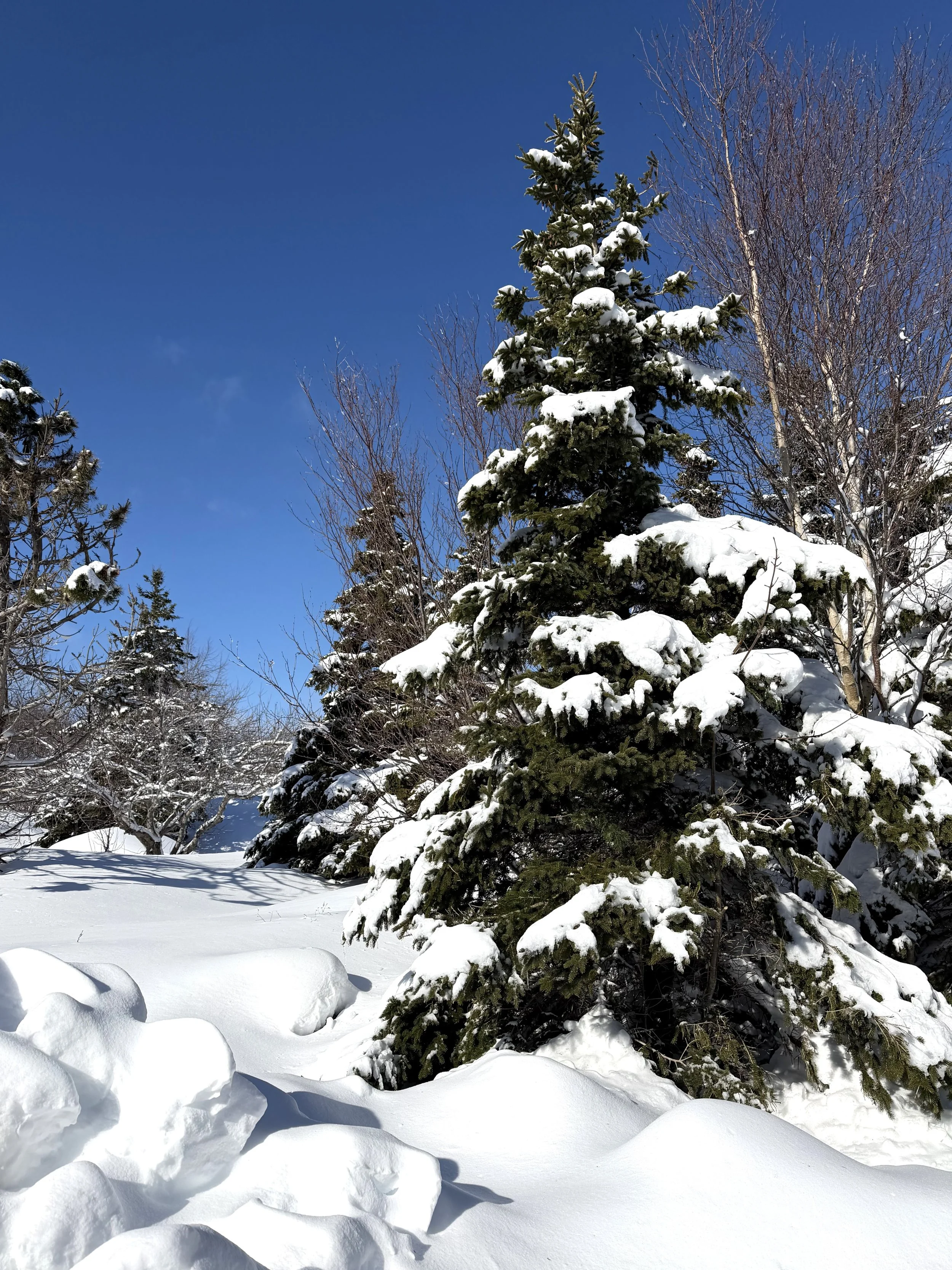 February, Bowring Park, St. John’s