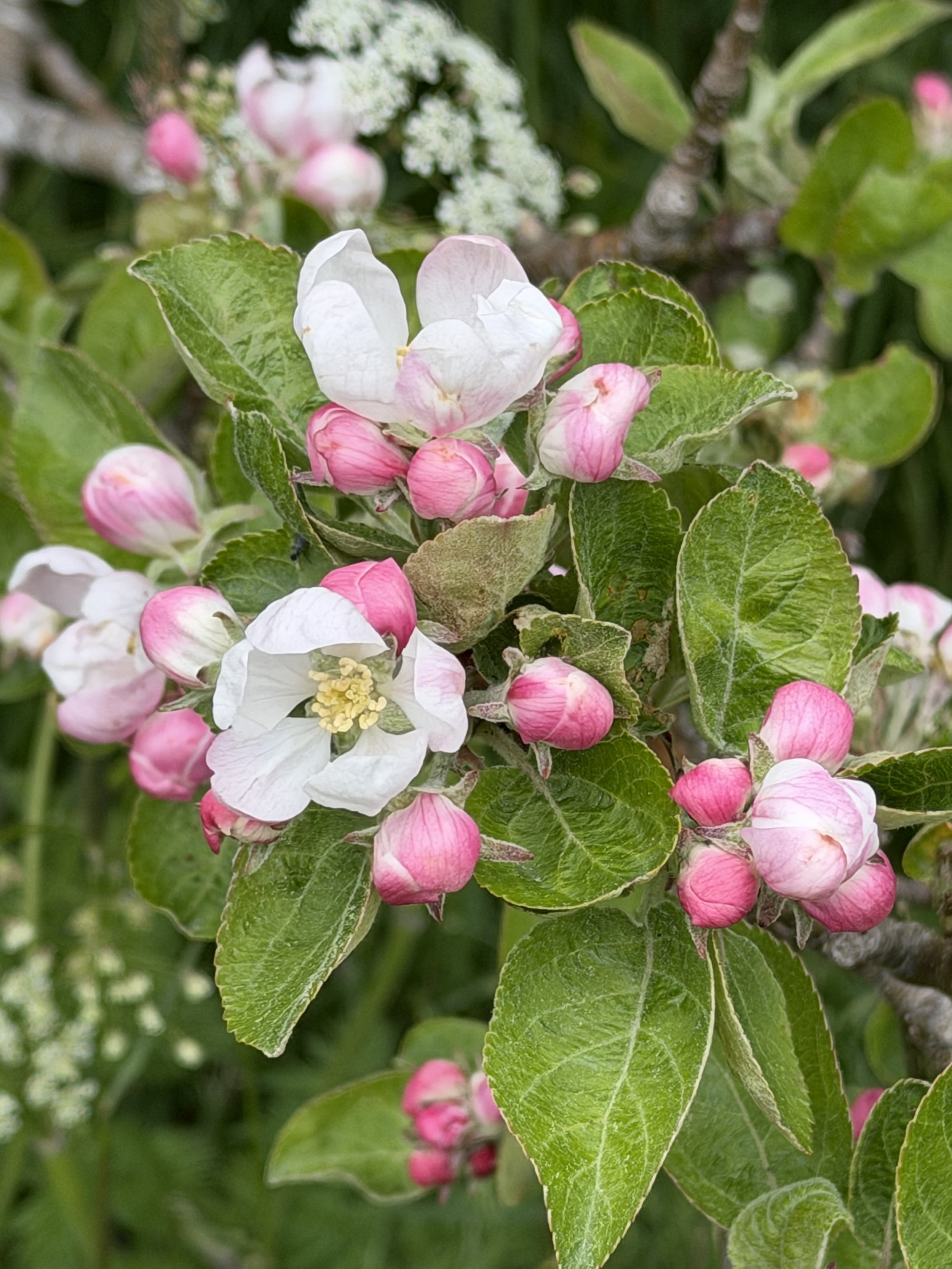 apple blossoms, Long Pond, St. John’s