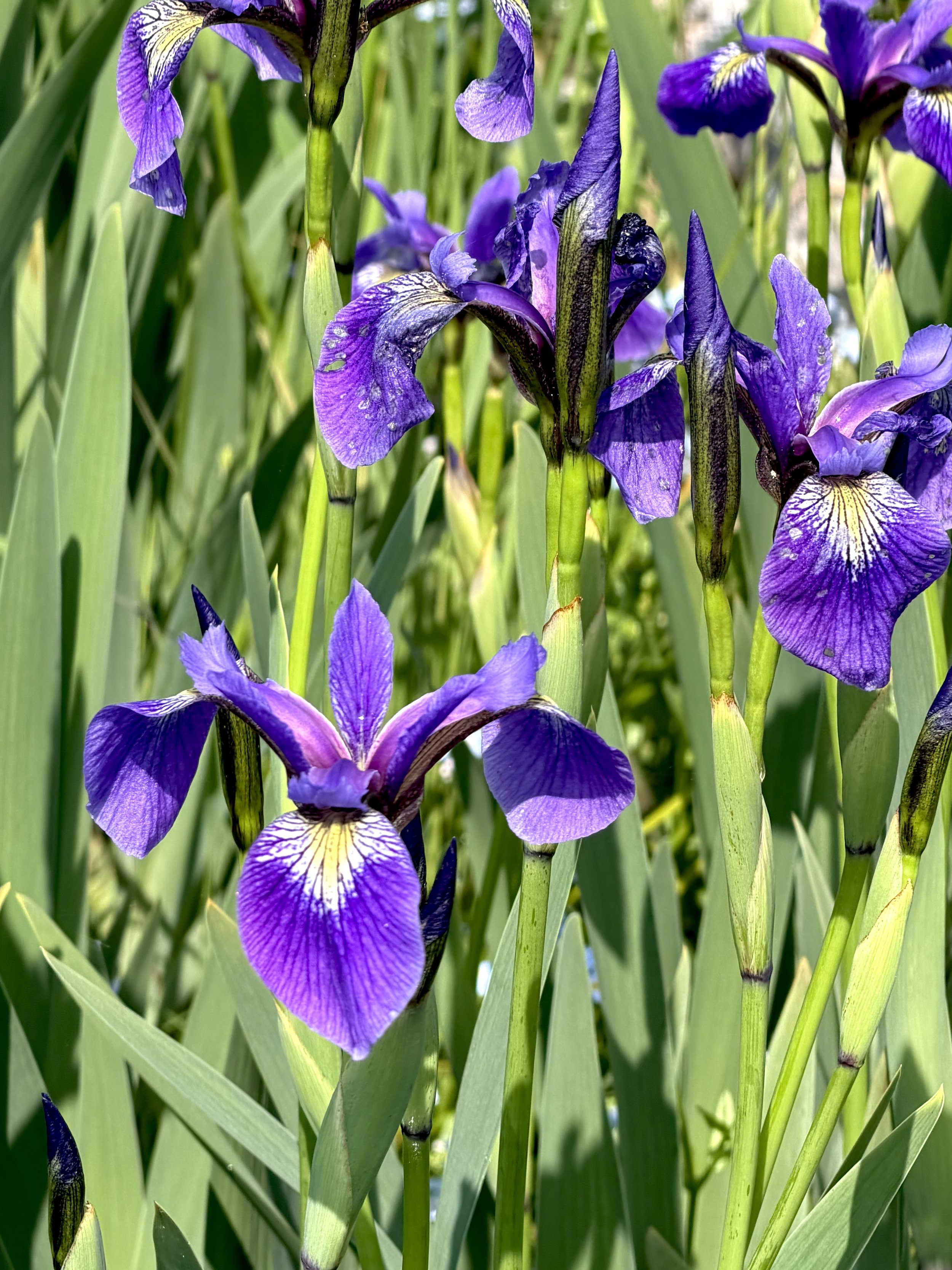 blue flag iris, Confederation Building wetland, St. John’s