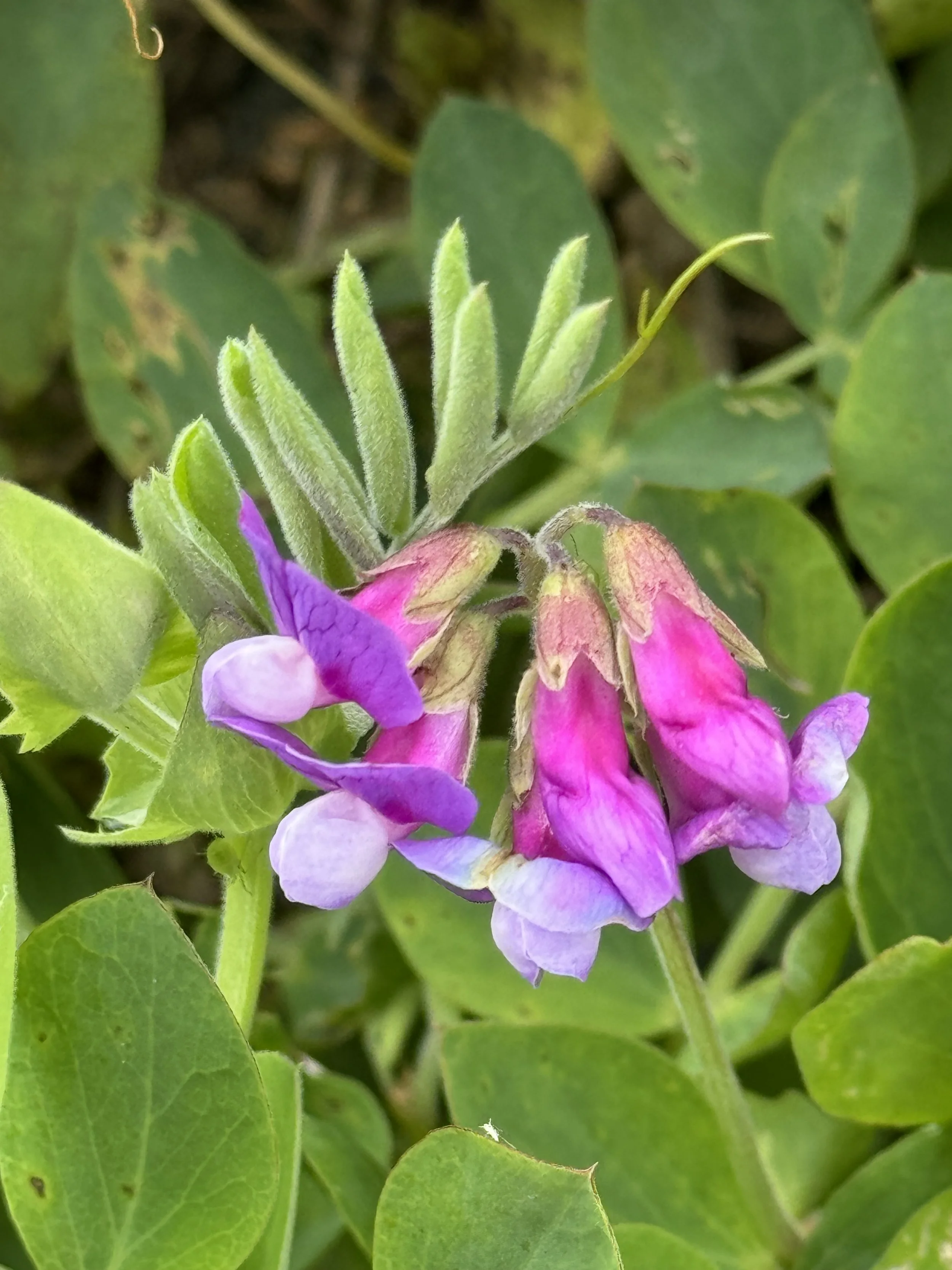 beach pea (seaside pea)