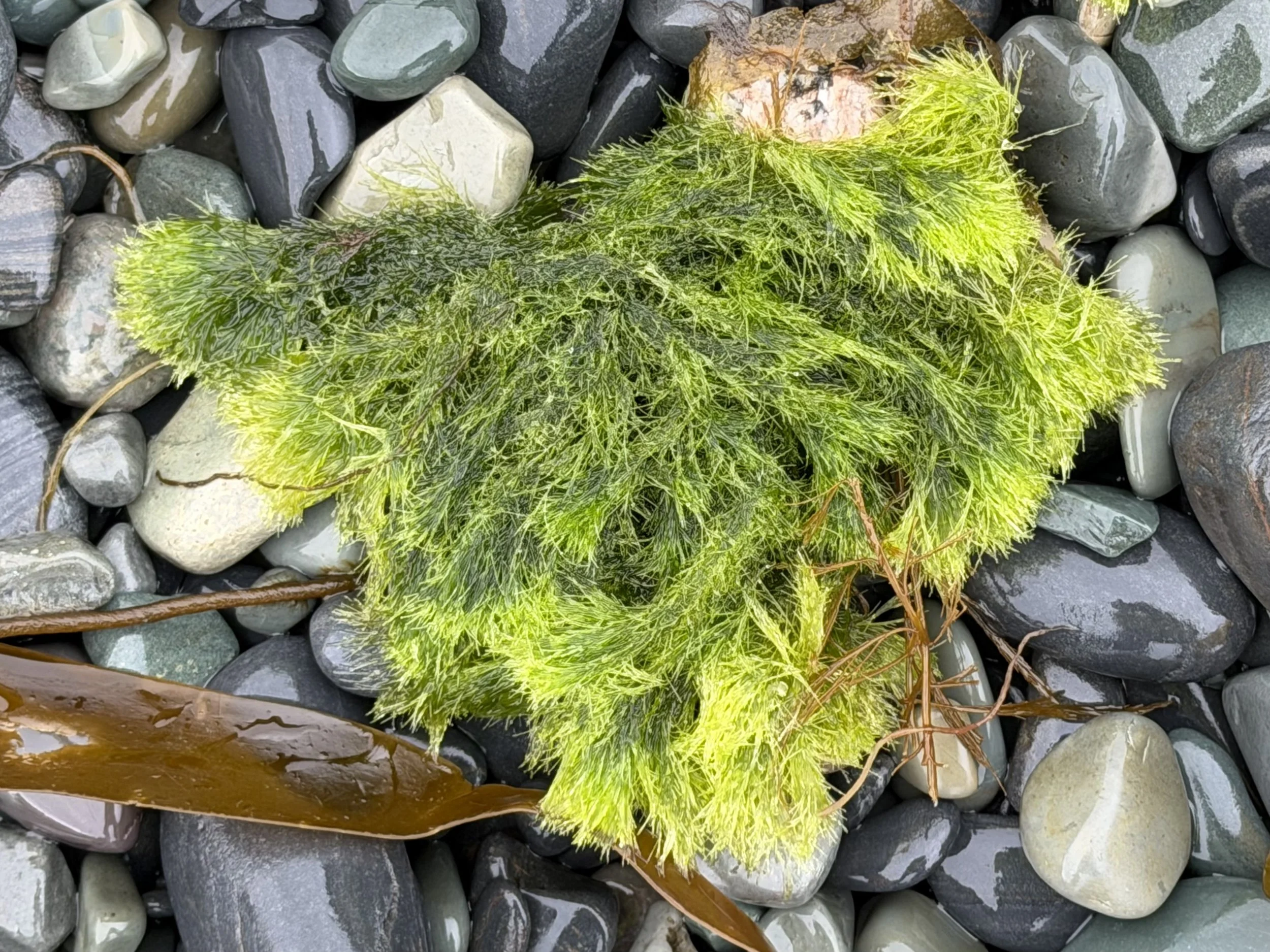 green seaweed on a rocky beach