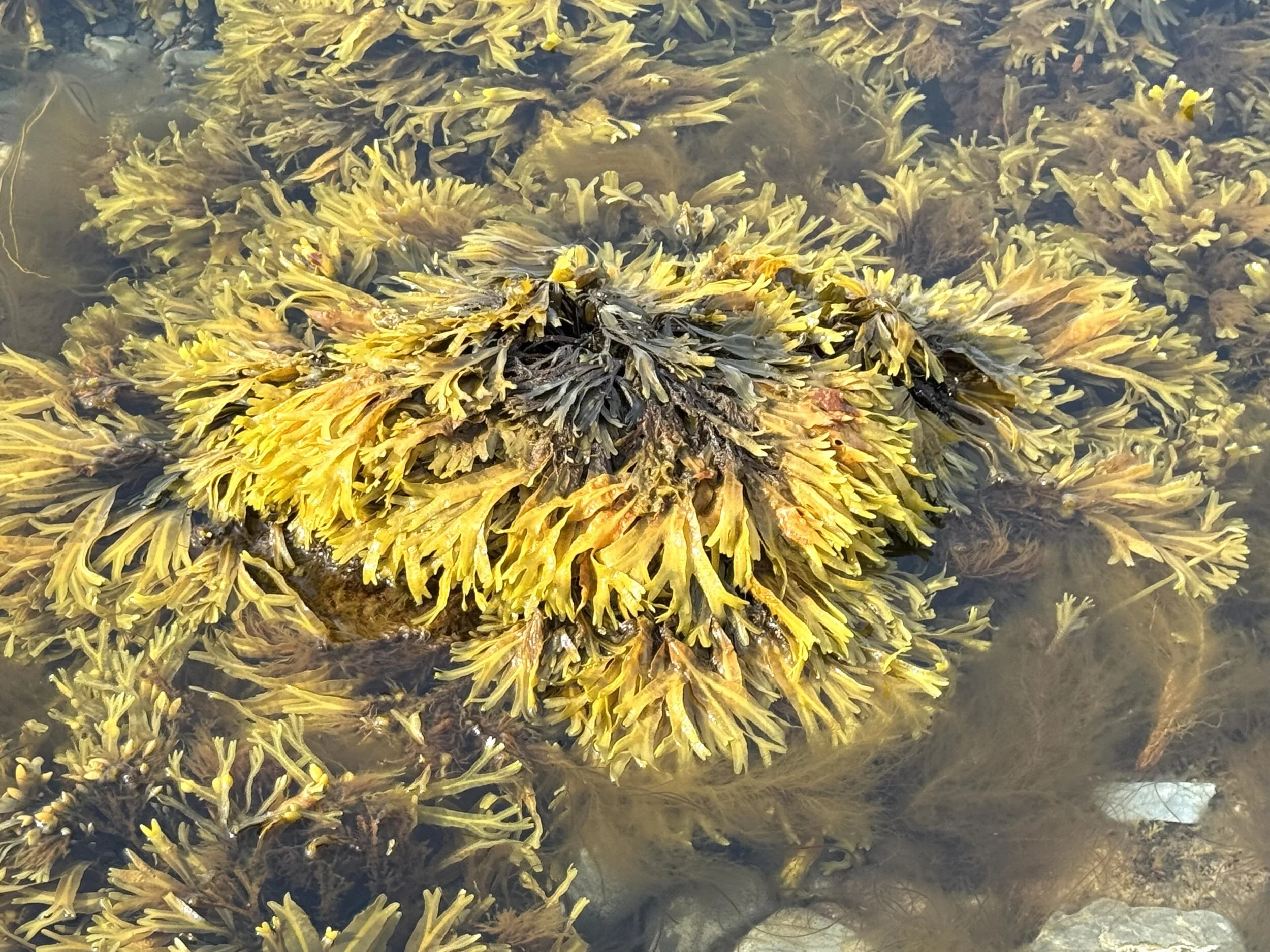rockweed