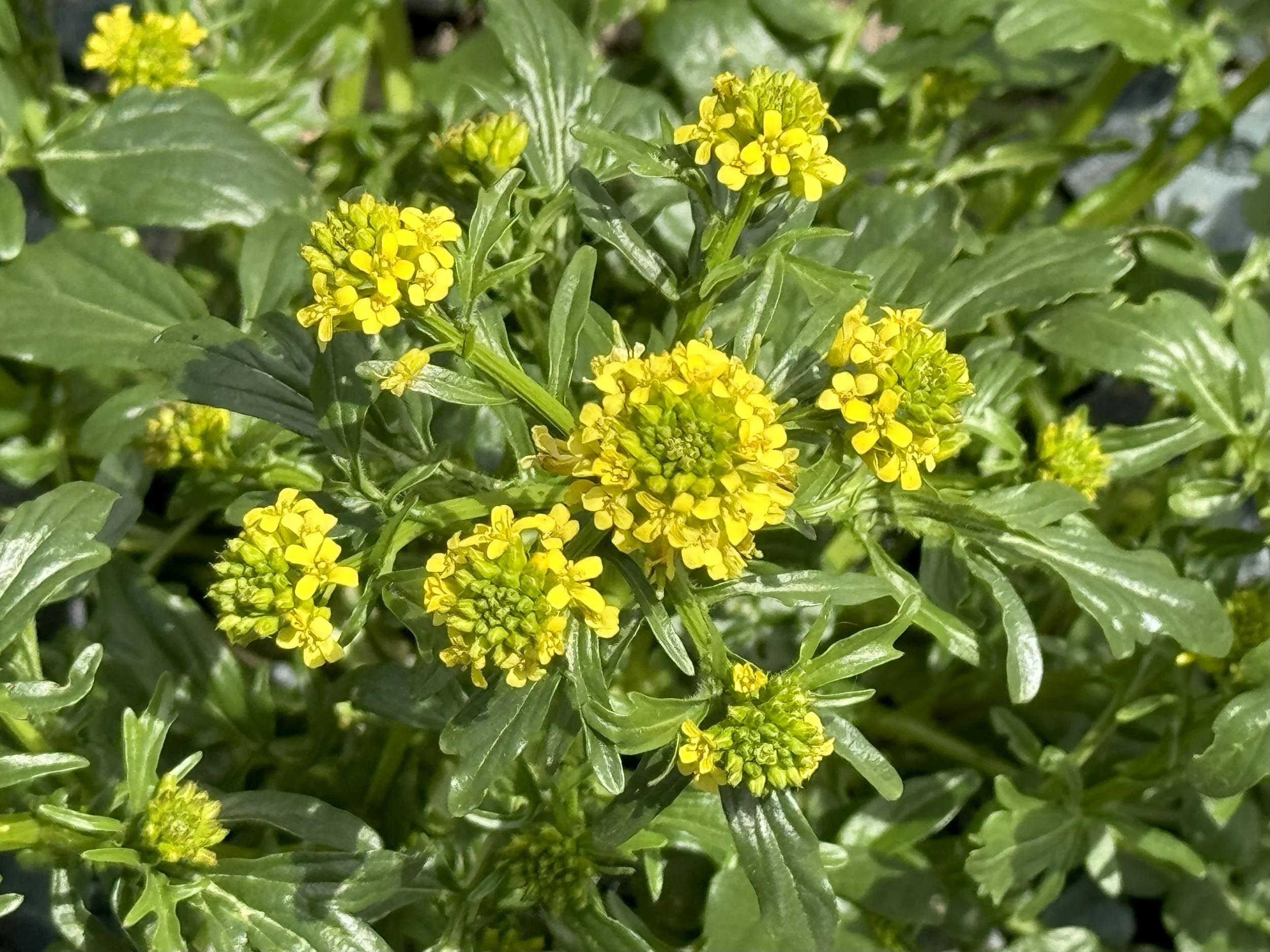 wintercress, Pippy Park, St. John’s