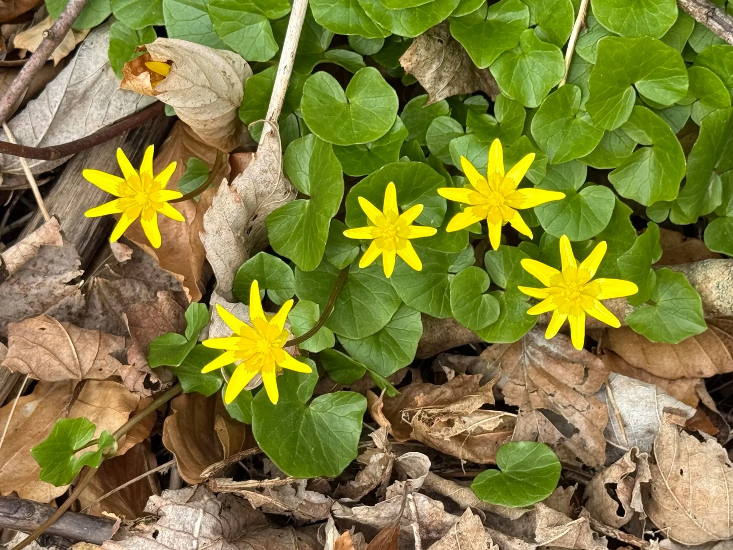 lesser celandine, Mount Scio Road
