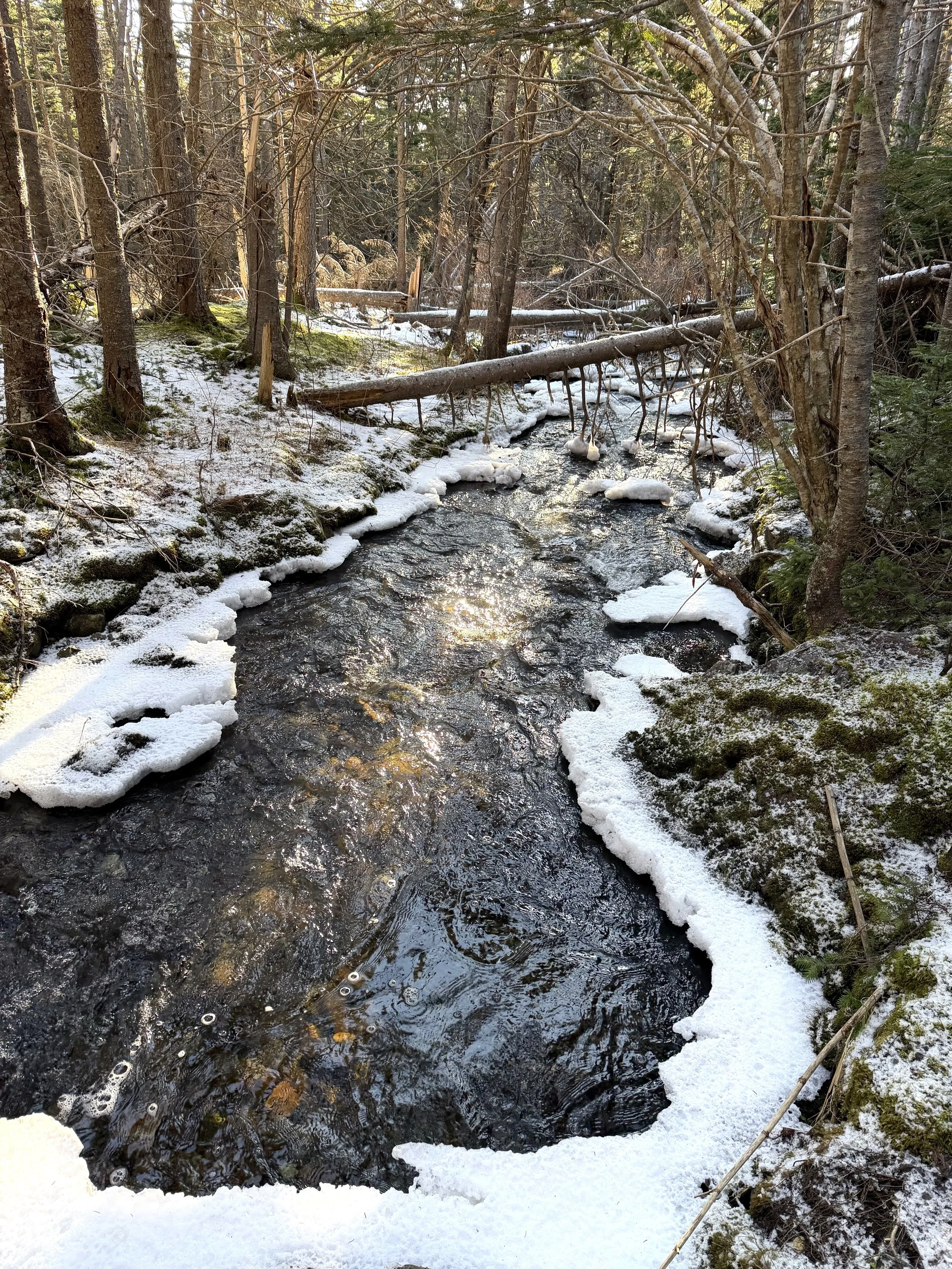 an icy stream in Pippy Park, St. John’s