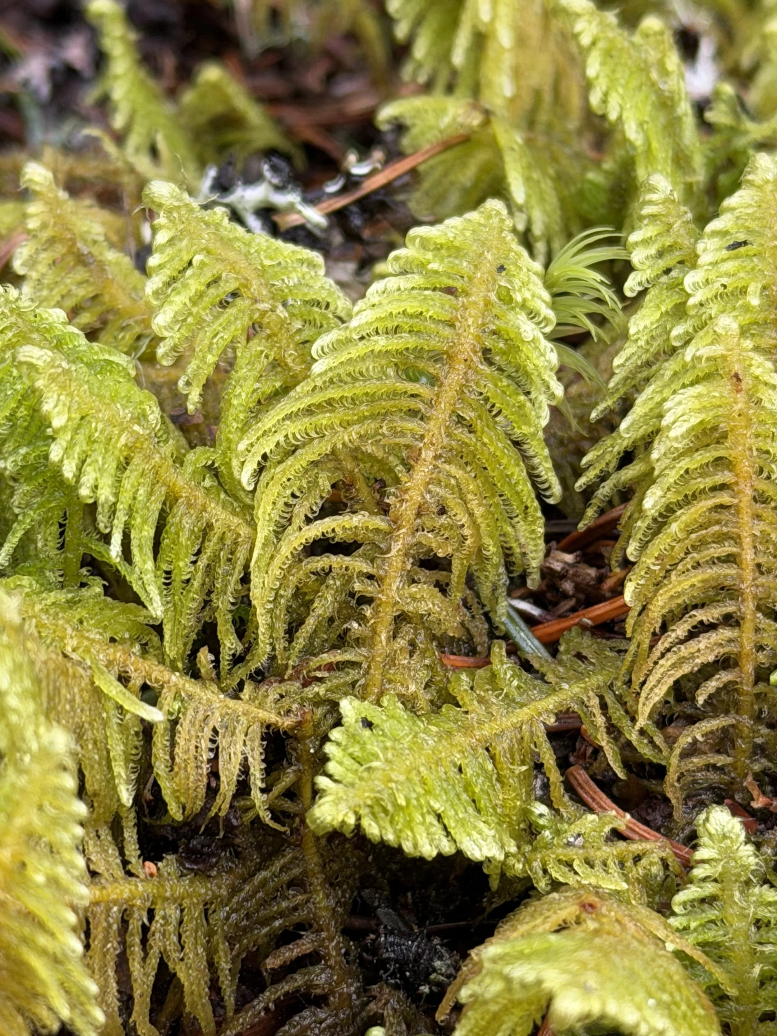 ostrich-plume moss, Pippy Park, St. John's