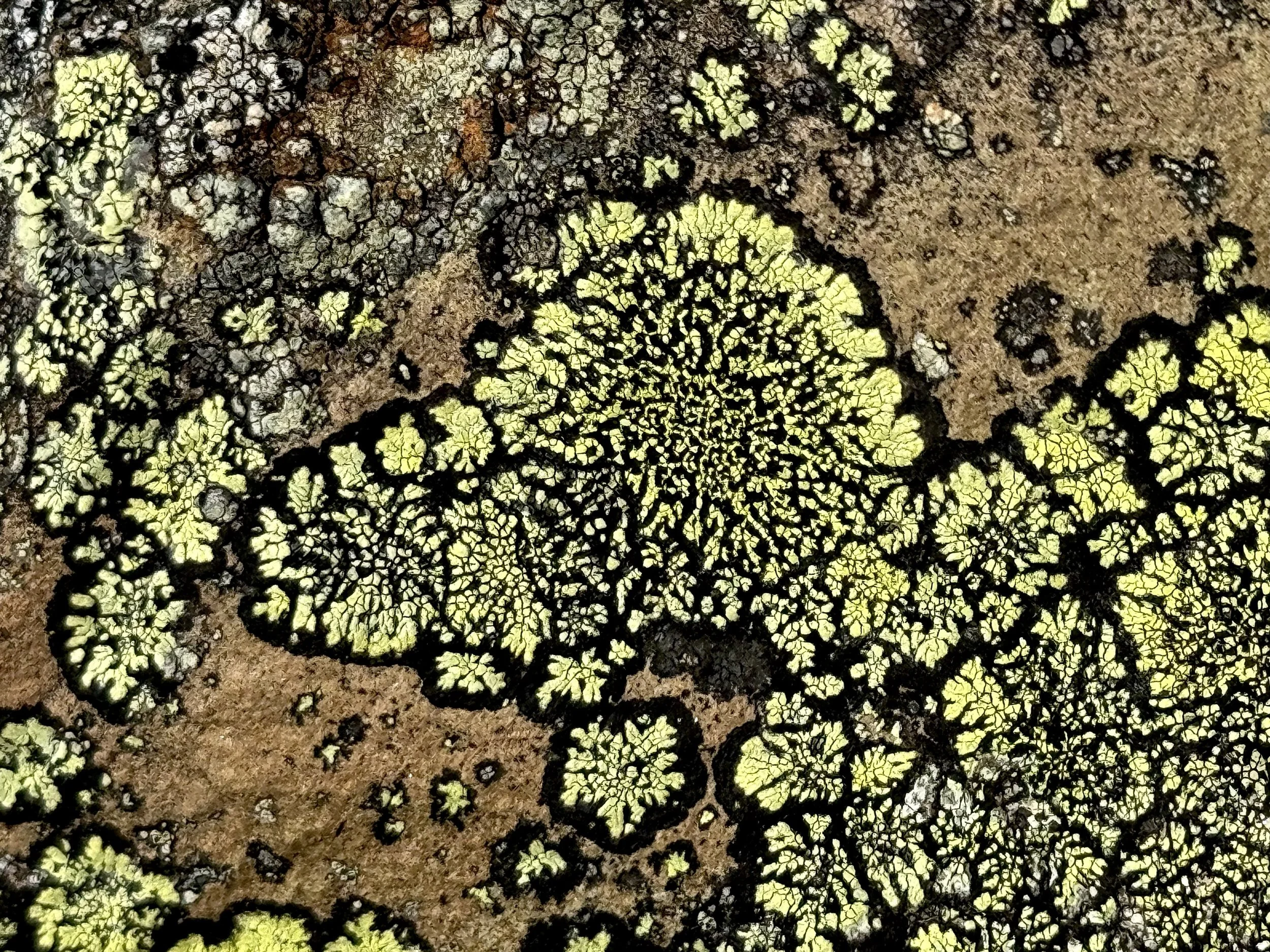 yellow map lichen, Signal Hill, St. John’s