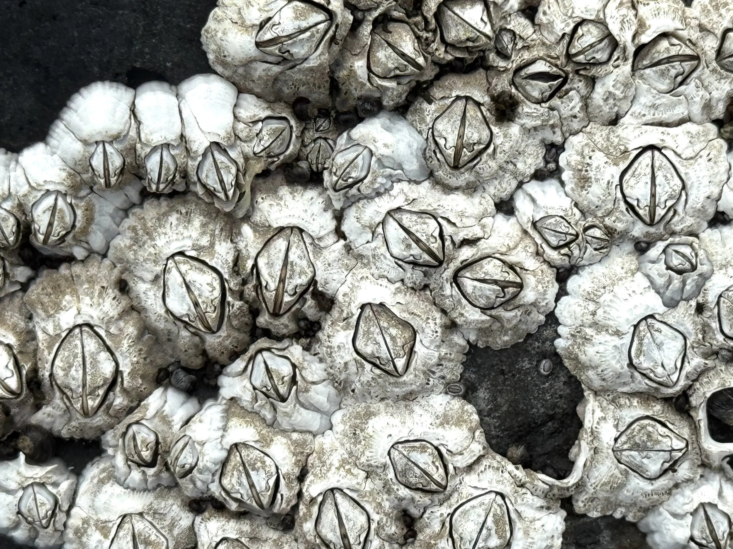 barnacles