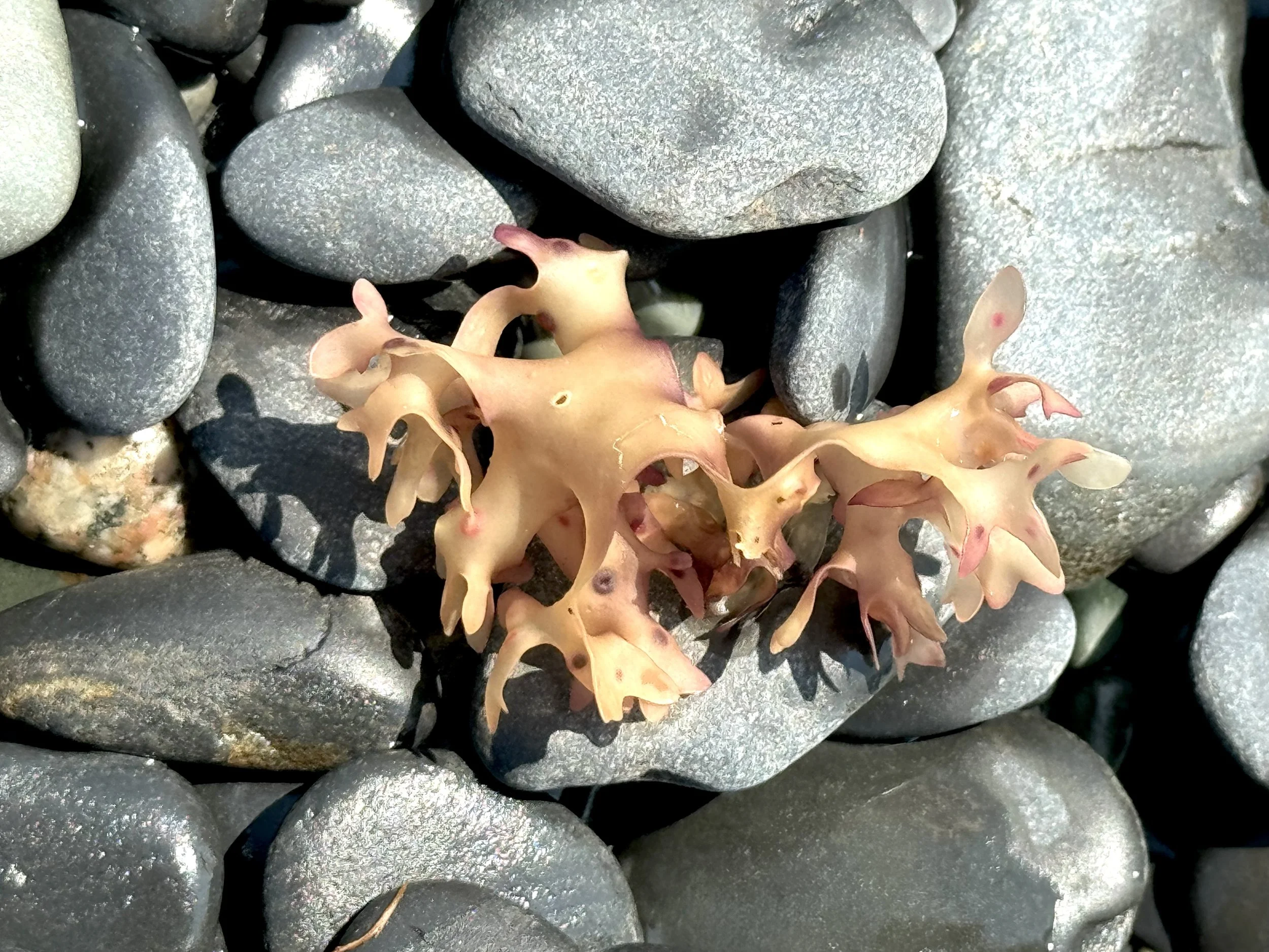 Irish moss (bleached)