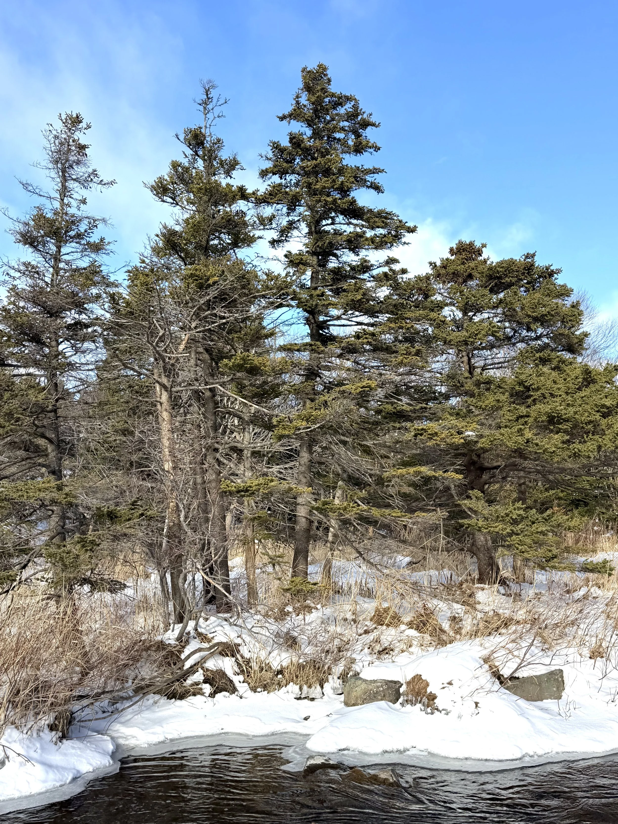 late January scene on Rennie’s River, St. John’s