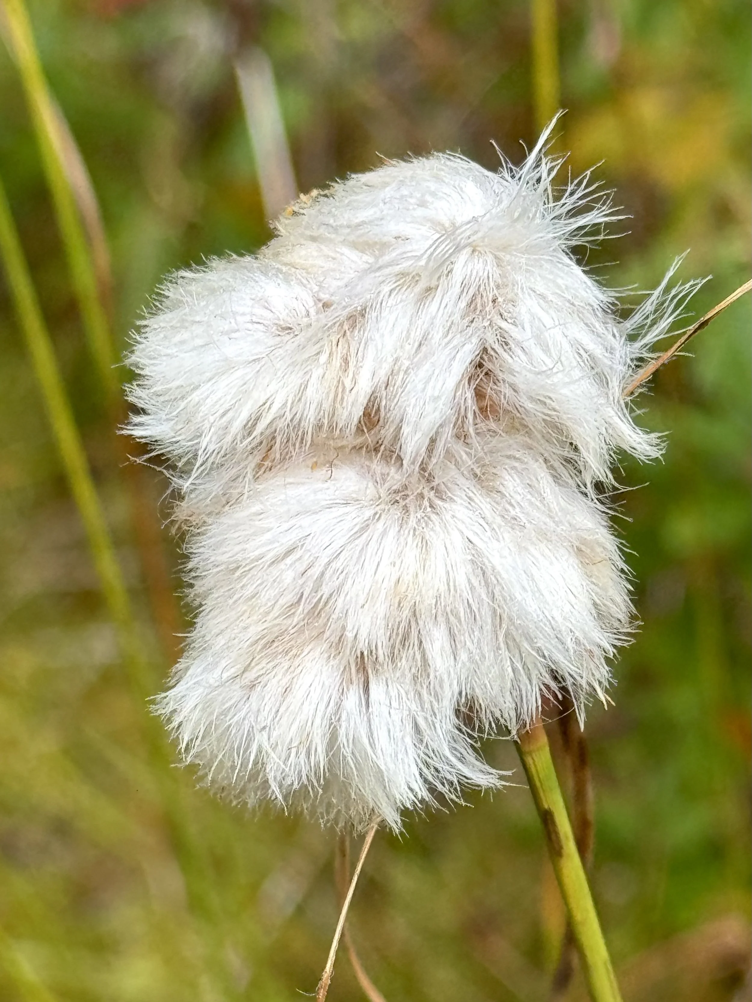 cottongrass, Level Pond