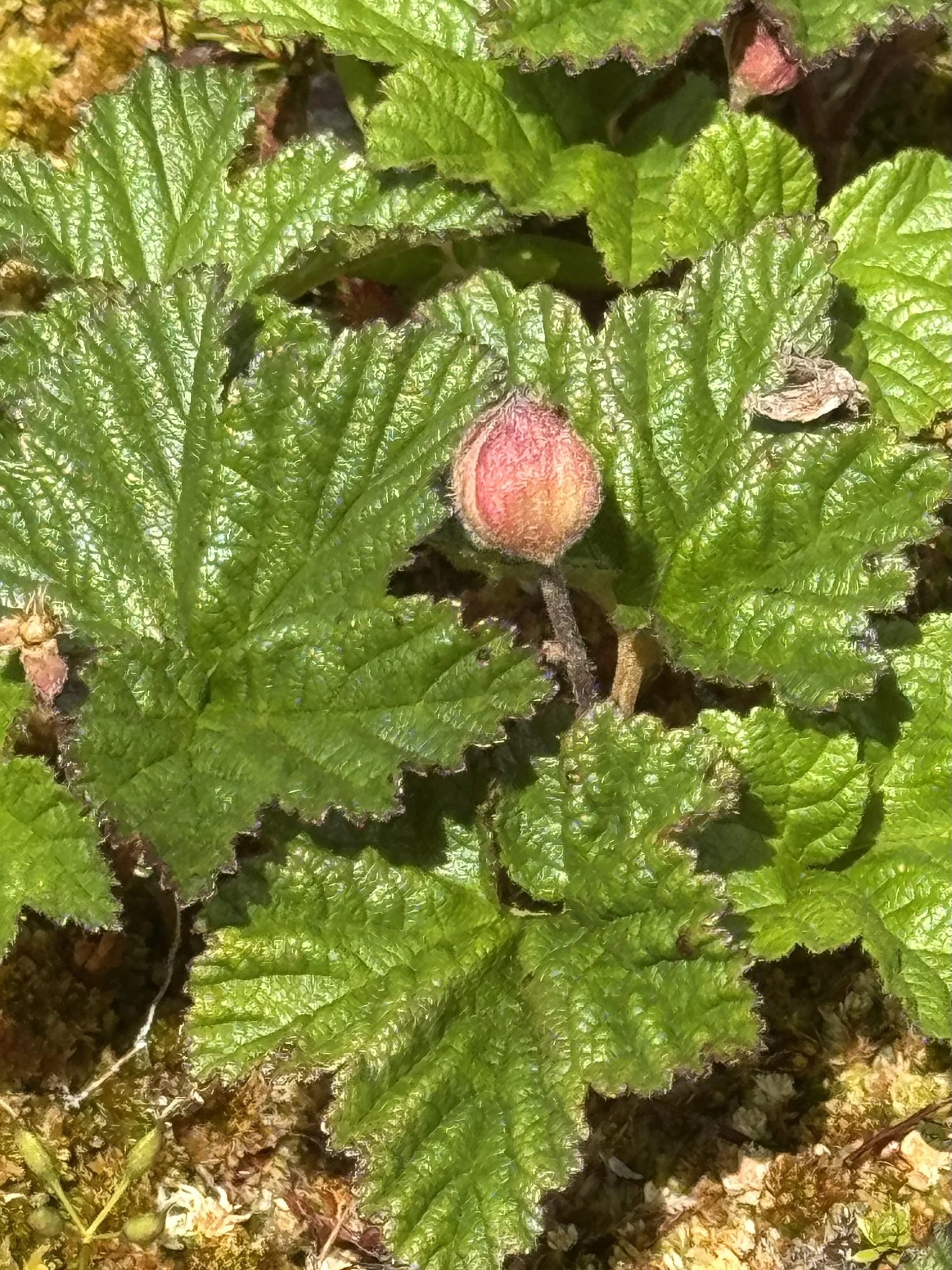 bakeapple, Hawke Hill Ecological Reserve