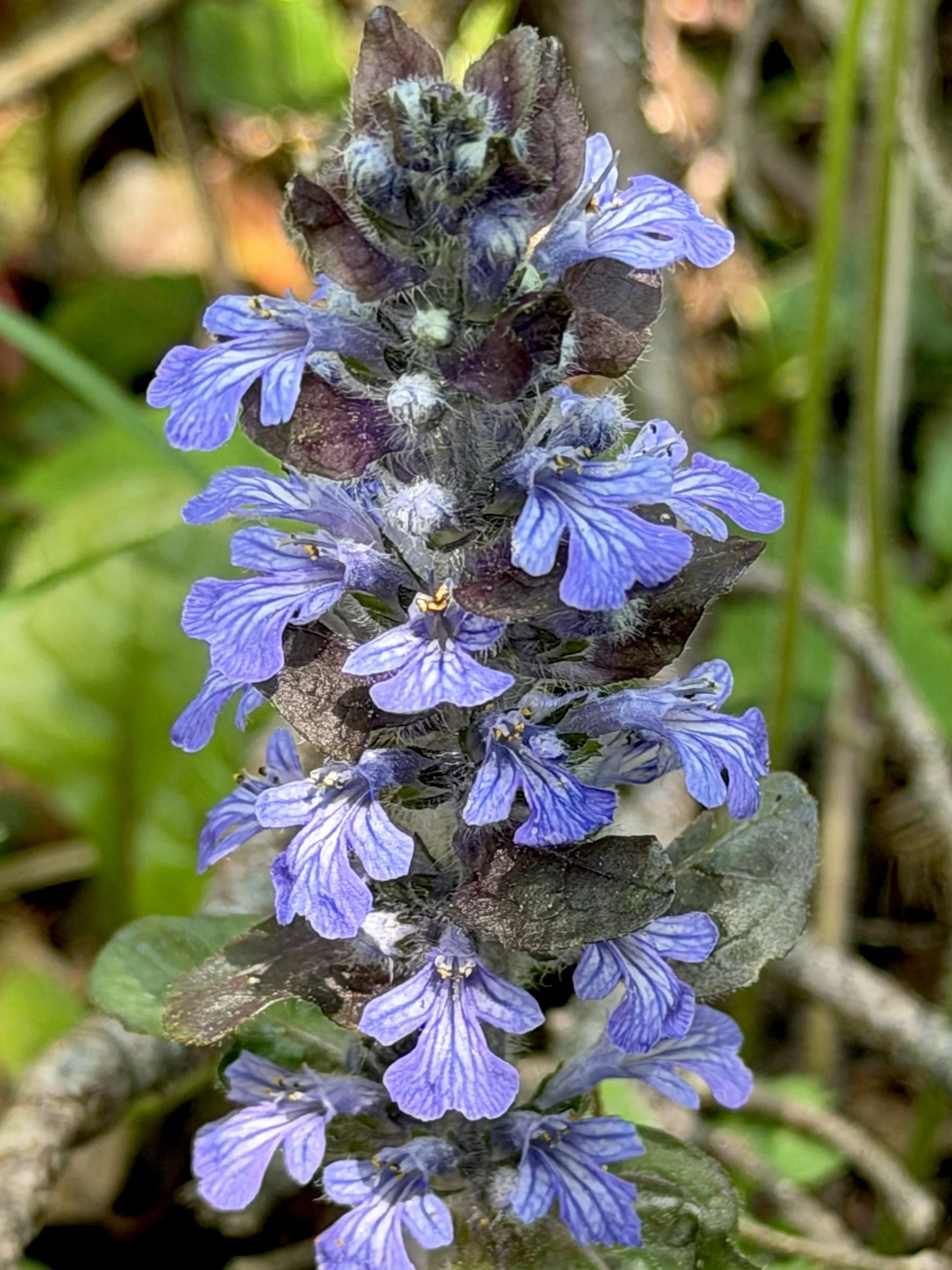 bugleweed, Pippy Park, St. John’s