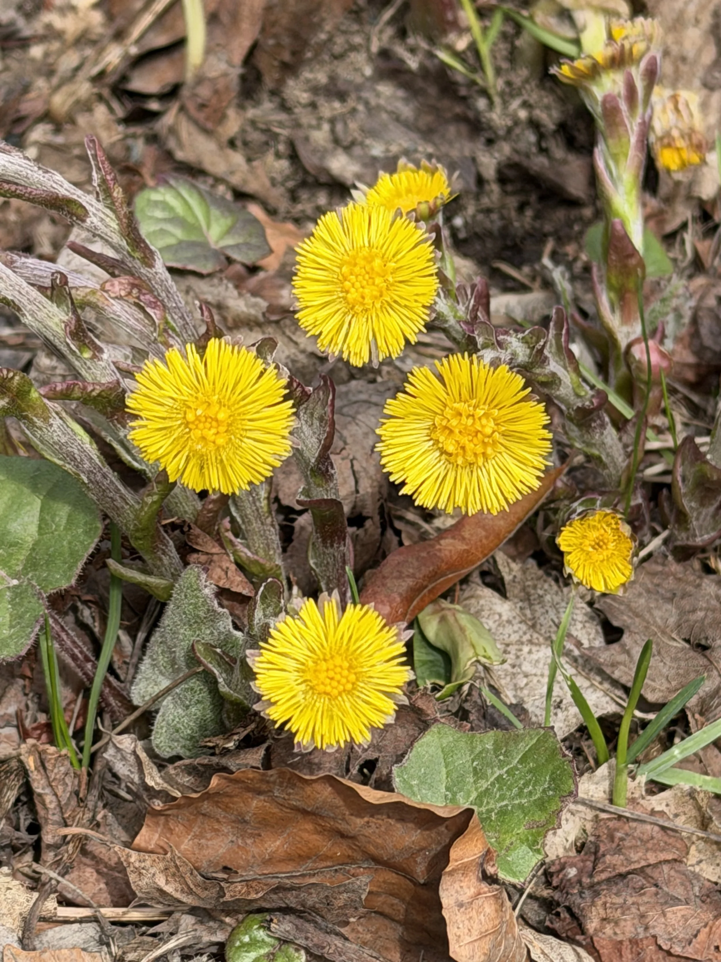 coltsfoot beside Rennie’s River, St. John’s