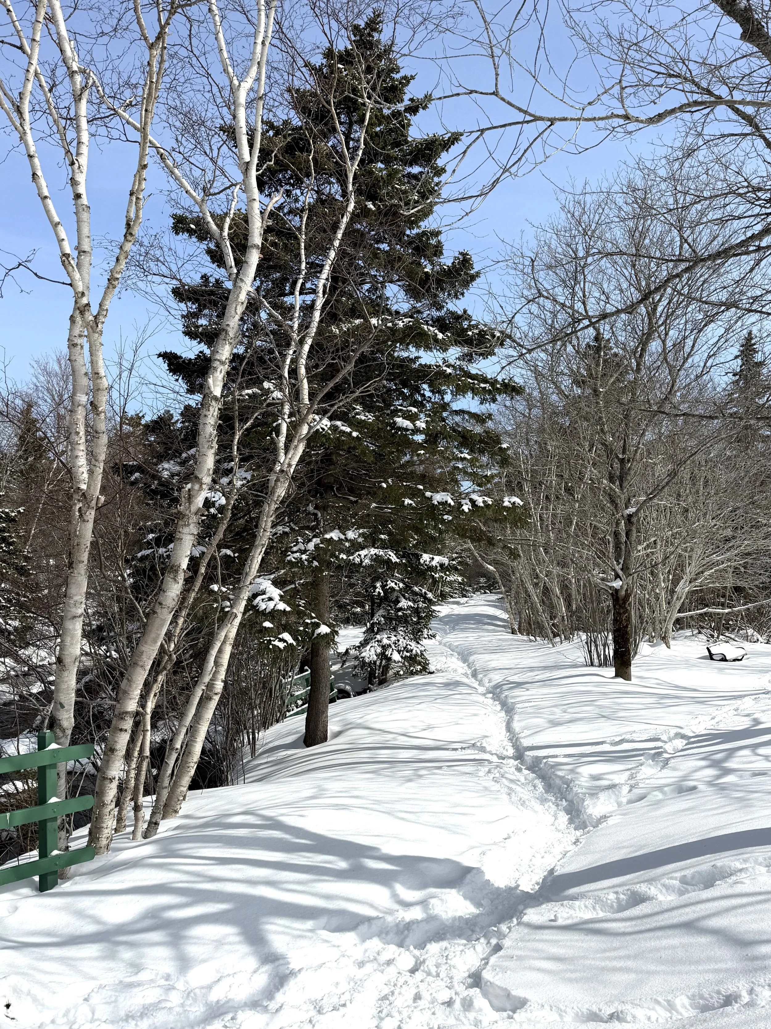 winter scene, Bowring Park, St. John's
