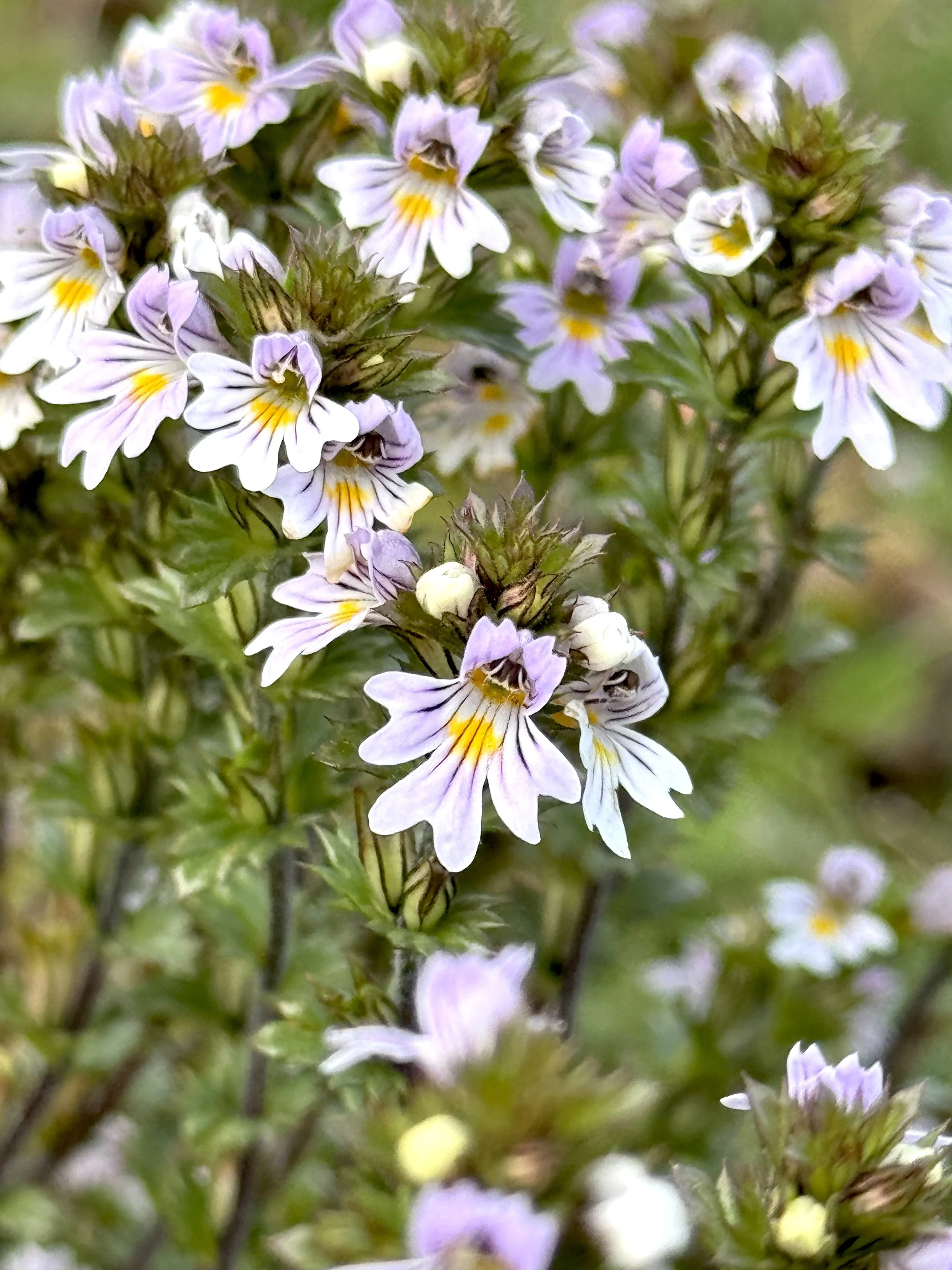 eyebright, Pippy Park, St. John’s