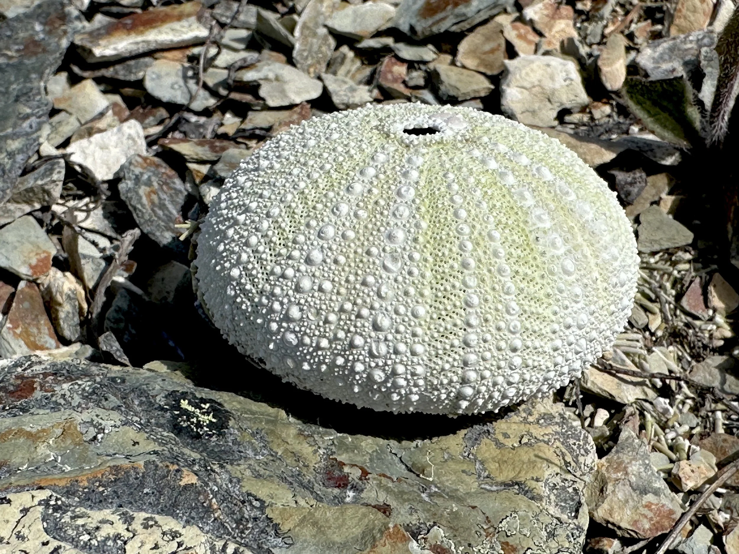 sea urchin