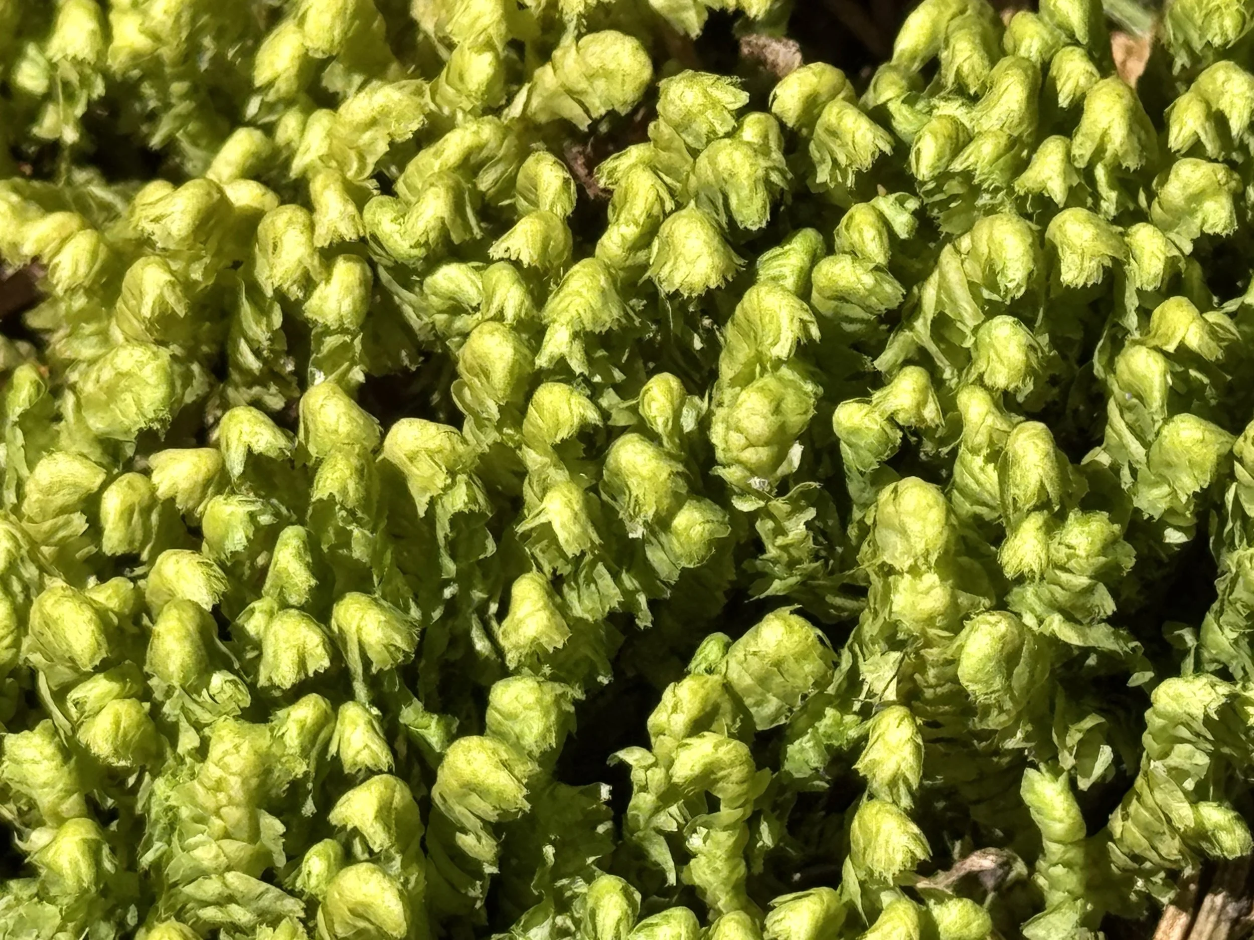 Bazzania trilobata (a liverwort), Pippy Park, St. John’s