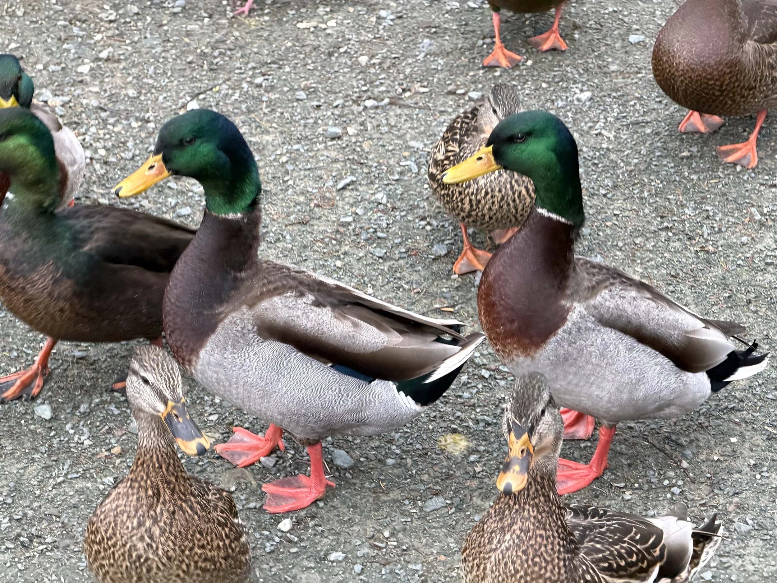 mallard ducks, Kent's Pond, St. John's
