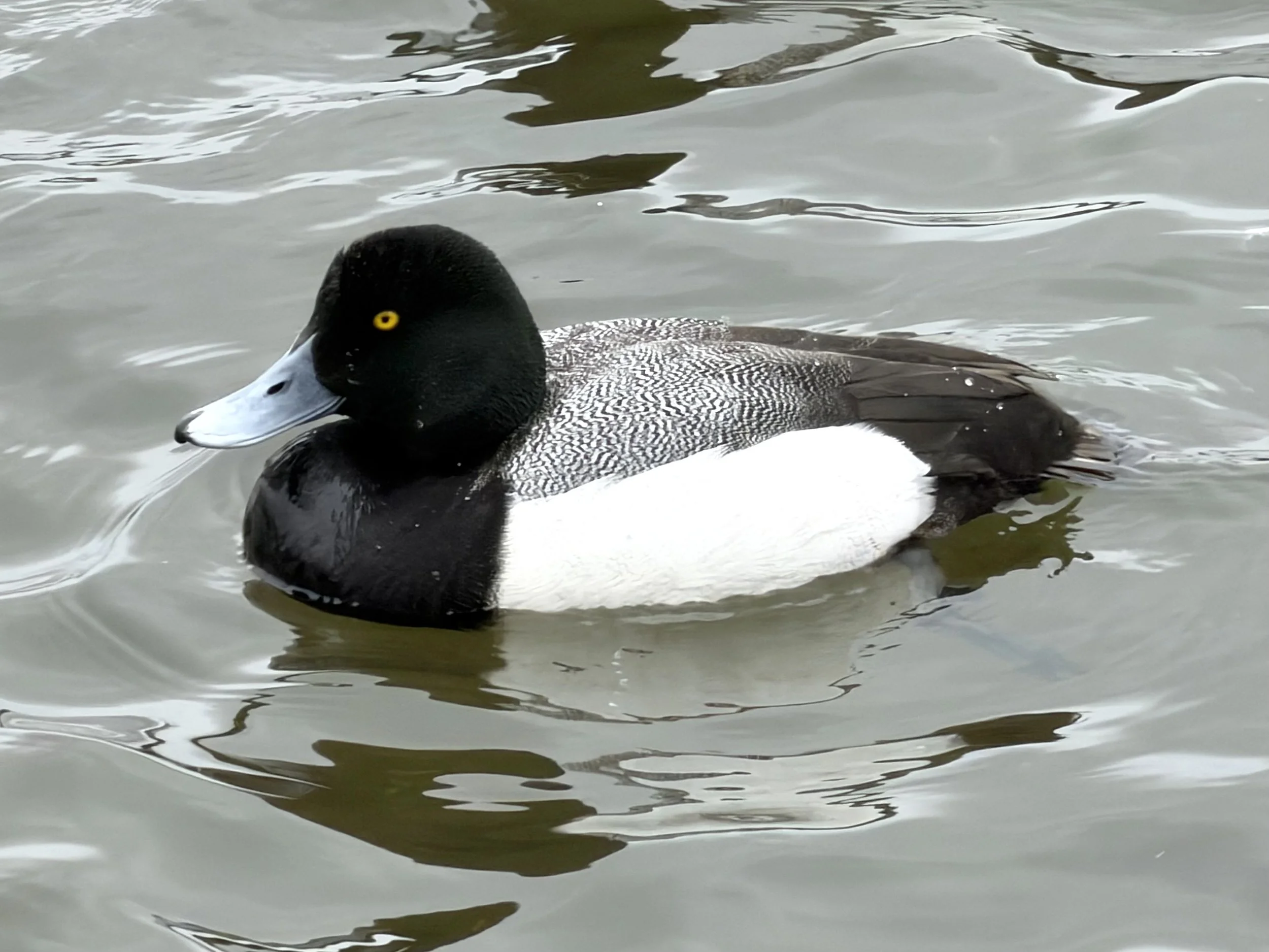 a scaup duck on Kenny’s Pond, St. John’s
