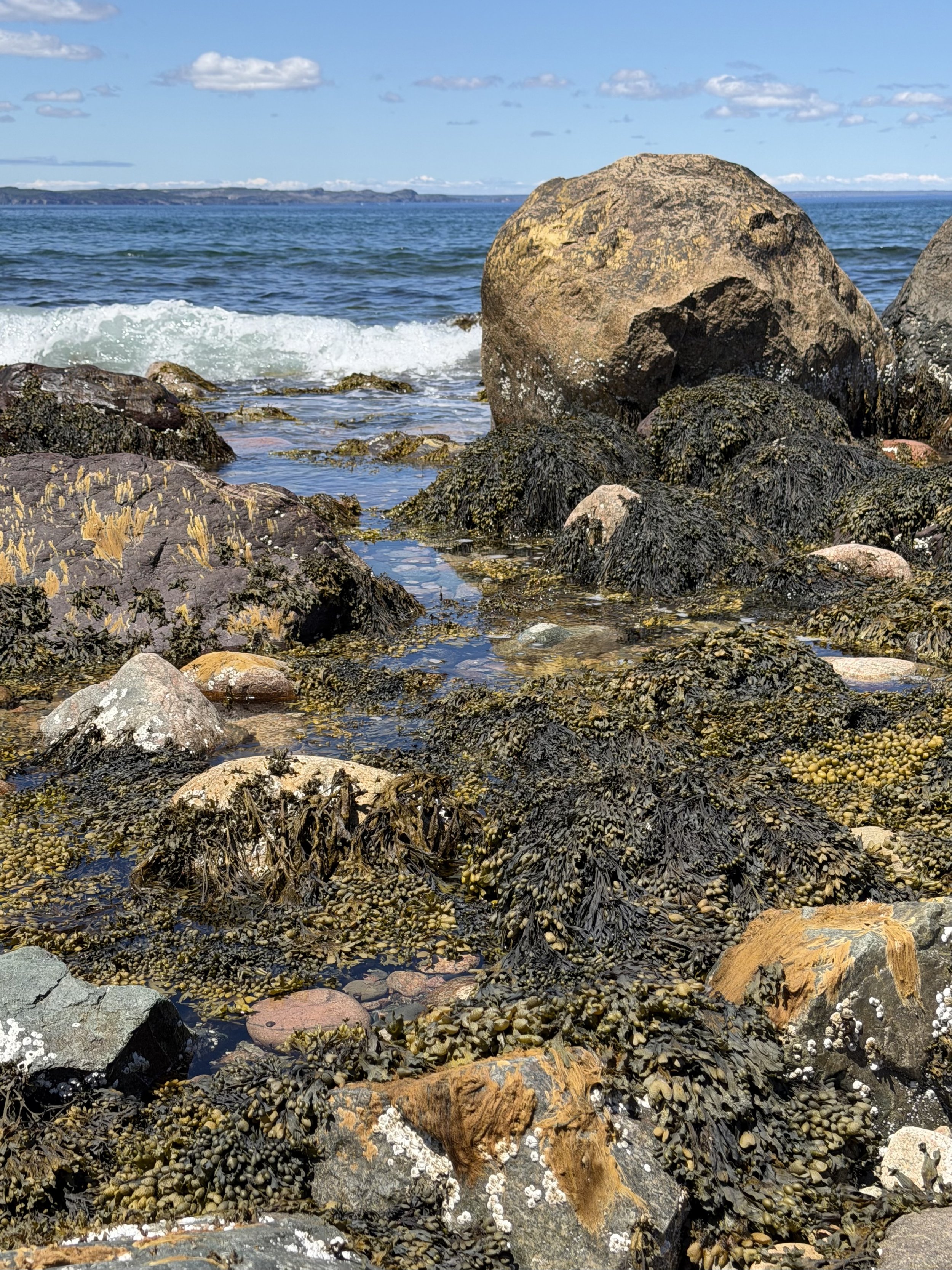 Seal Cove, Conception Bay