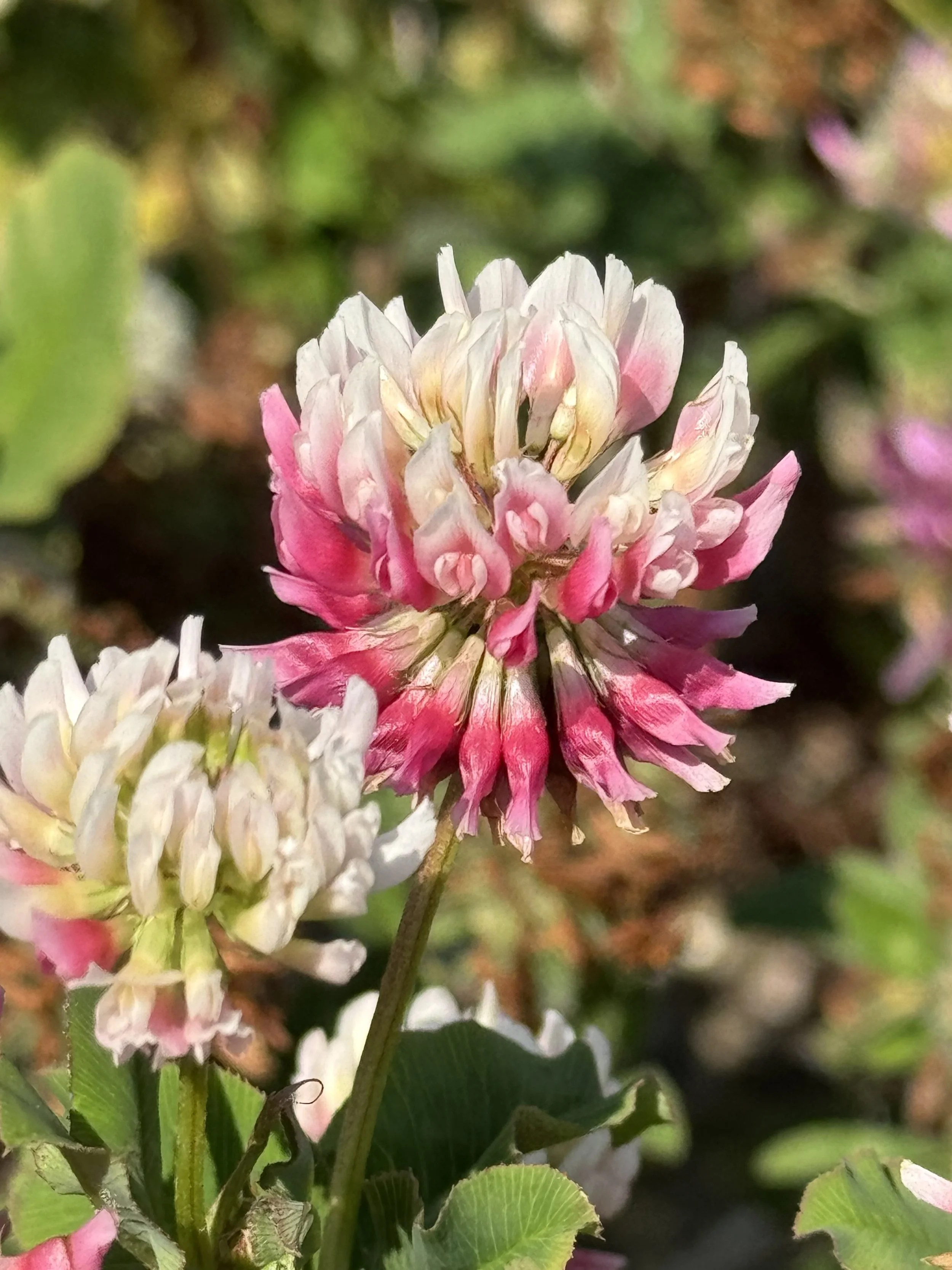 alsike clover, Pippy Park, St. John’s