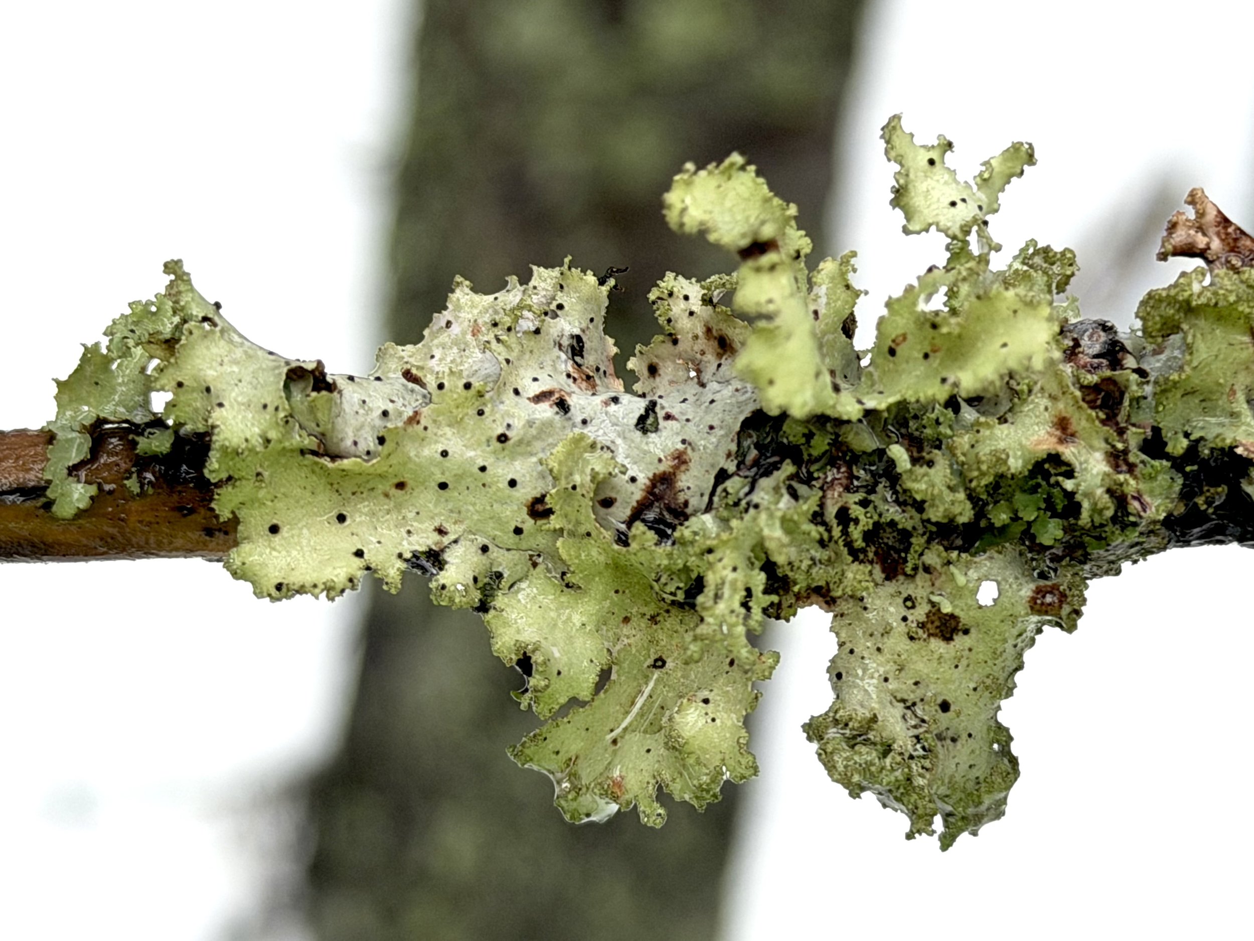 ragbag lichens, Gloucester Street, St. John’s