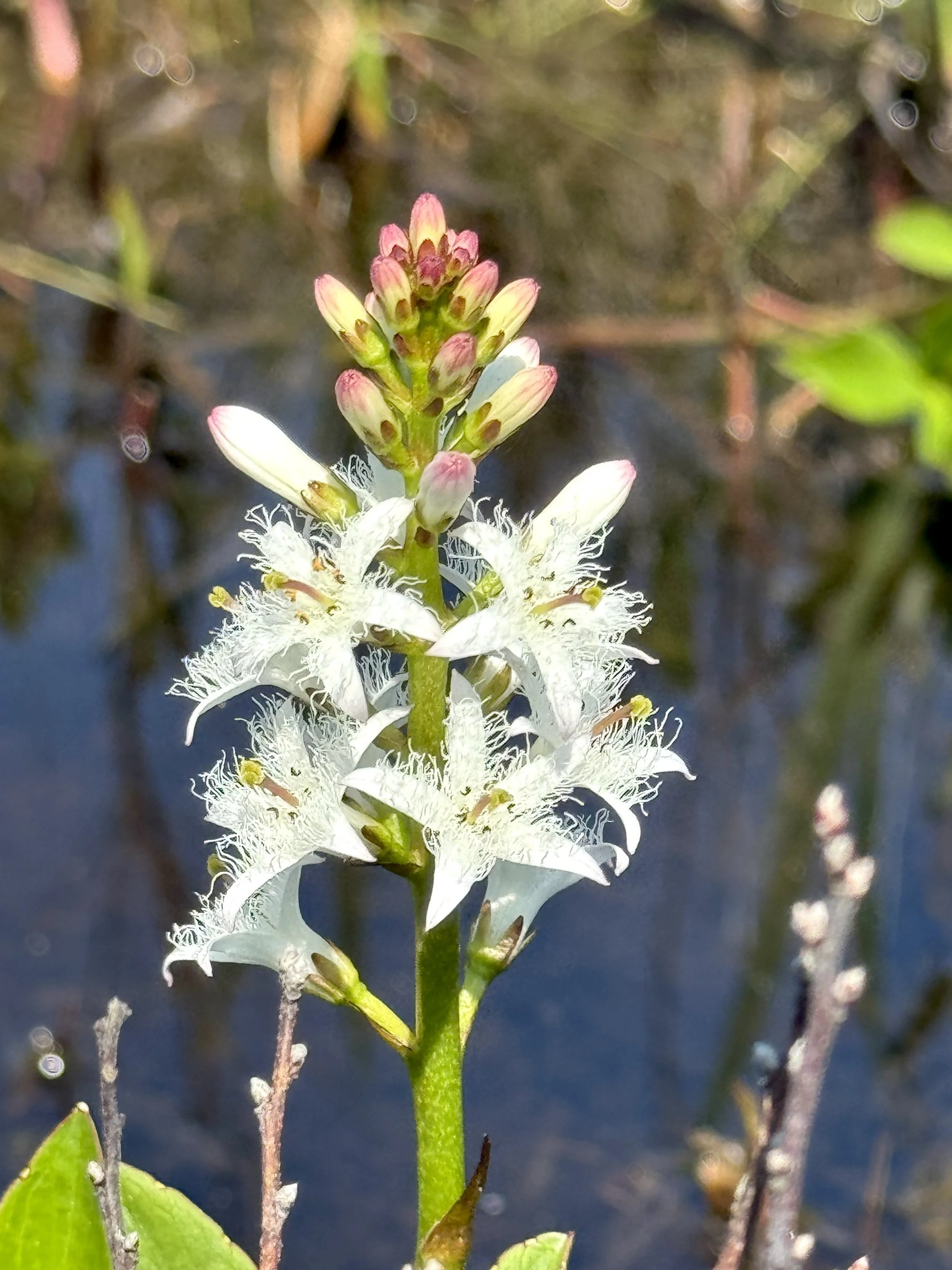bog buckbean, Fogarty’s Wetland, St. John’s