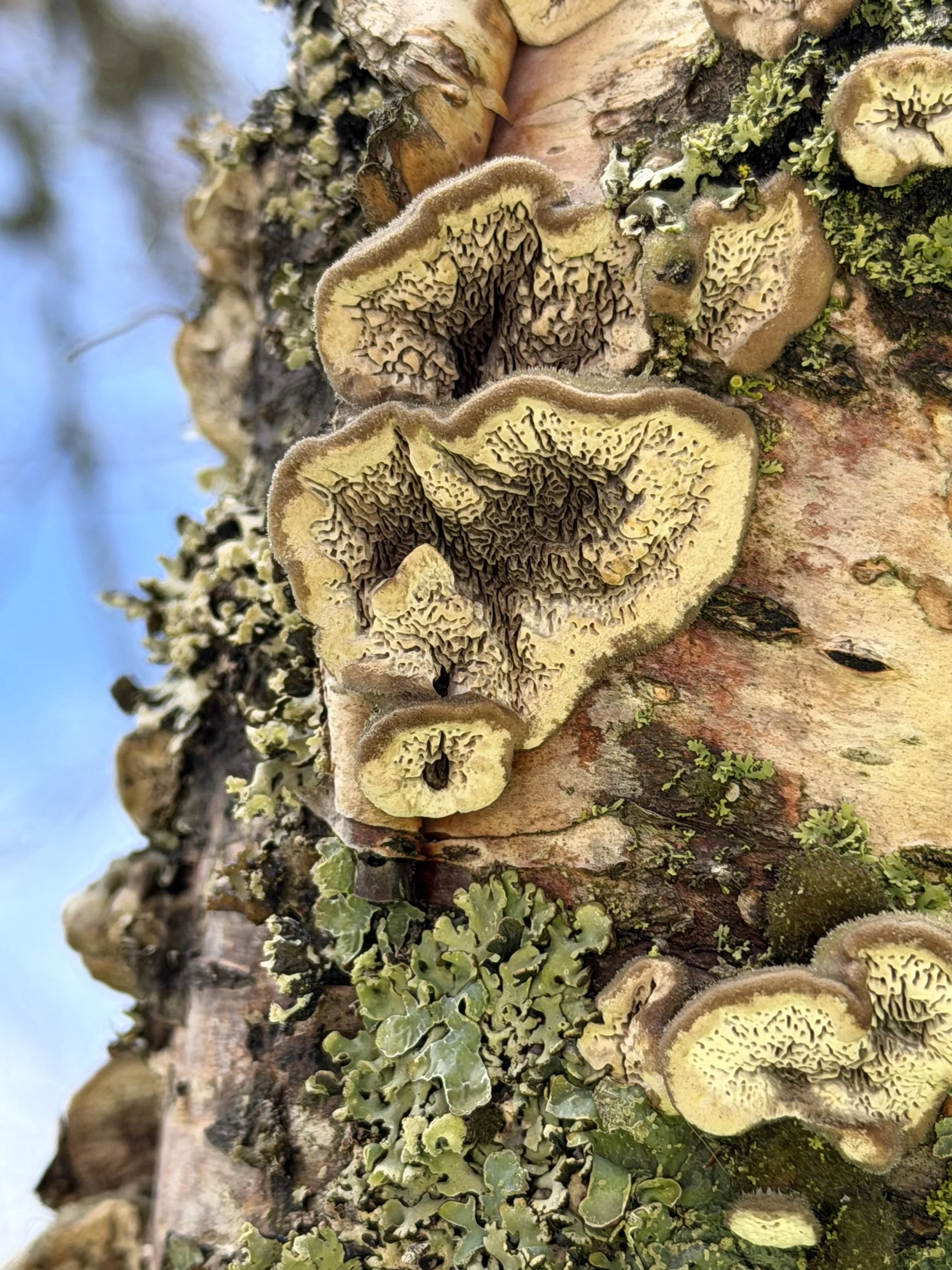 tree fungus from below, Memorial University, St. John’s