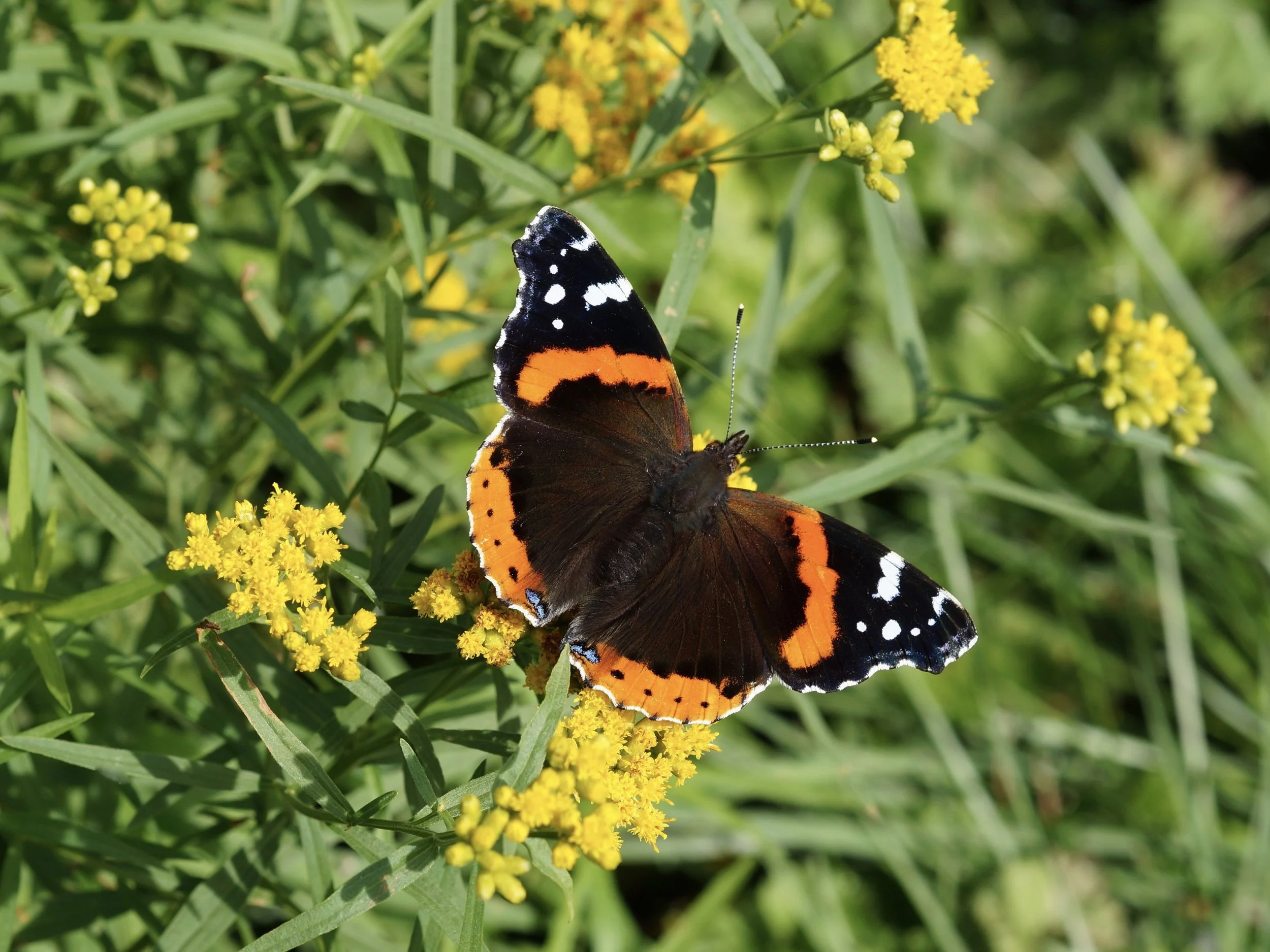 red admiral butterfly, Outer Cove