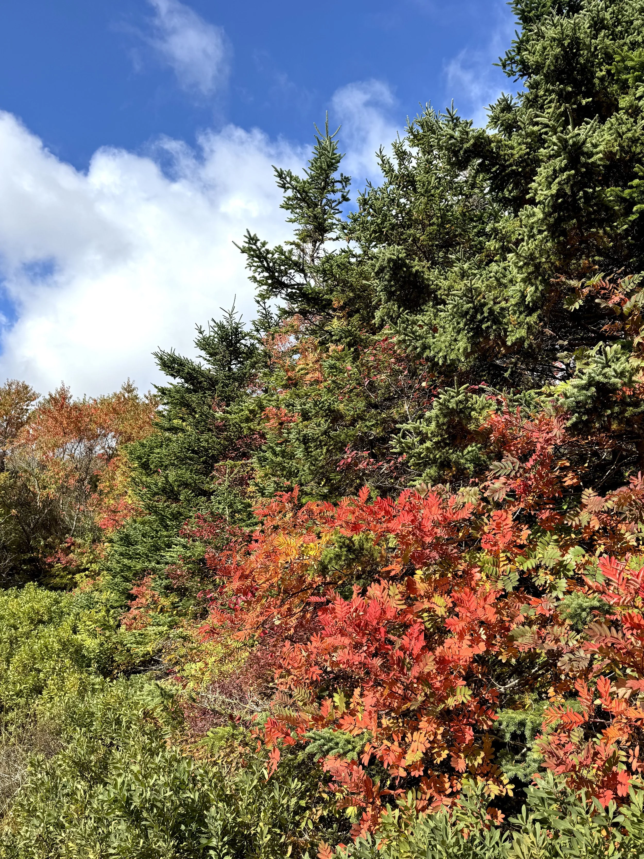 autumn, Rennie’s River, St. John’s