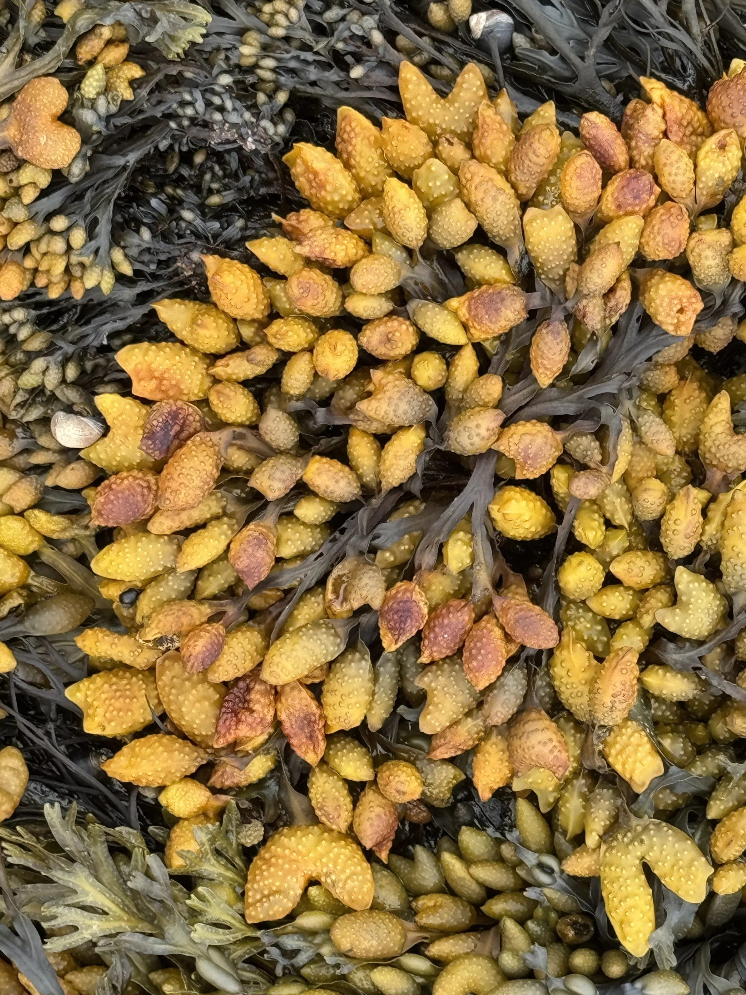 rockweed