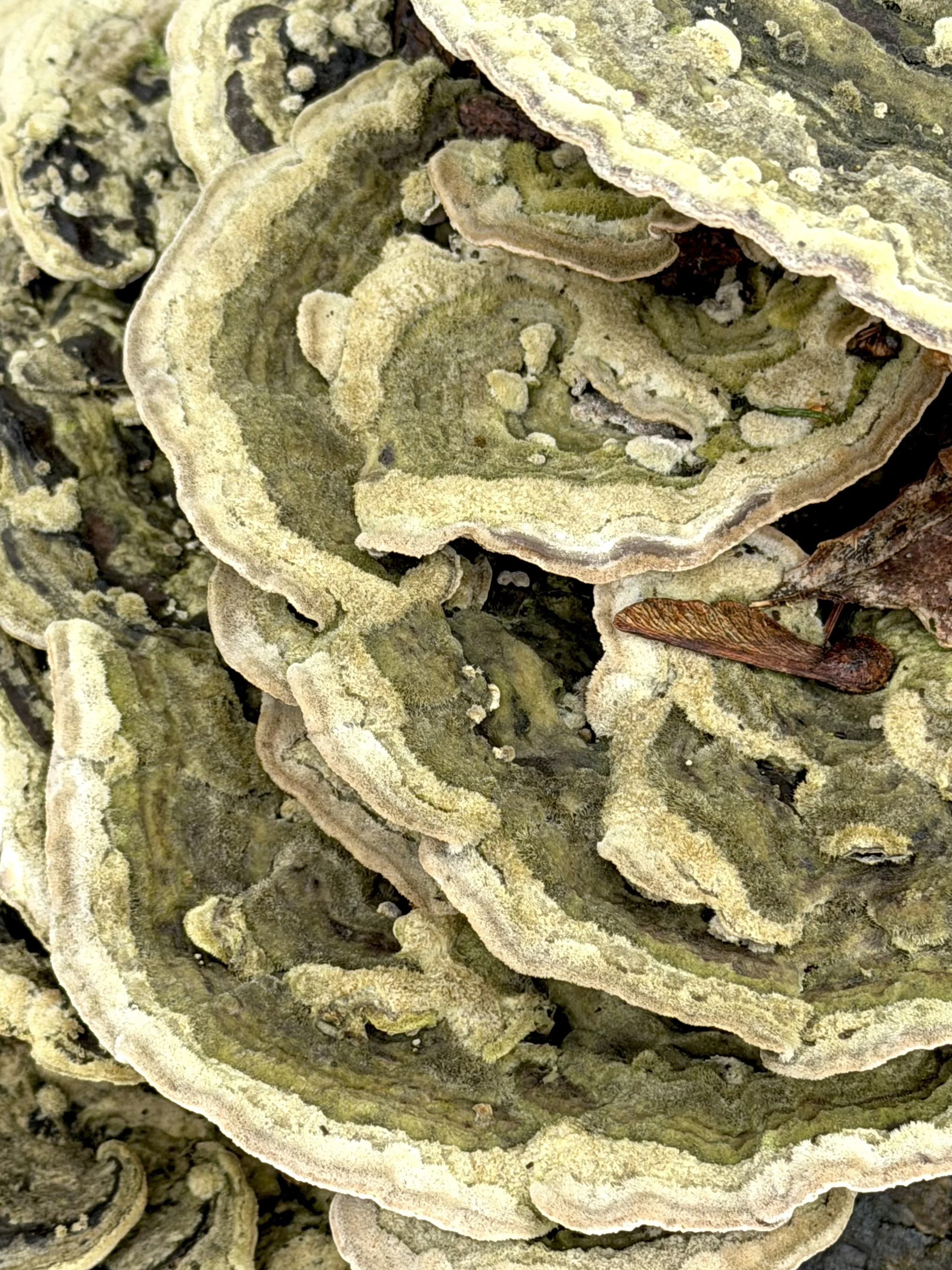 tree fungus, Mount Scio Road, St. John's